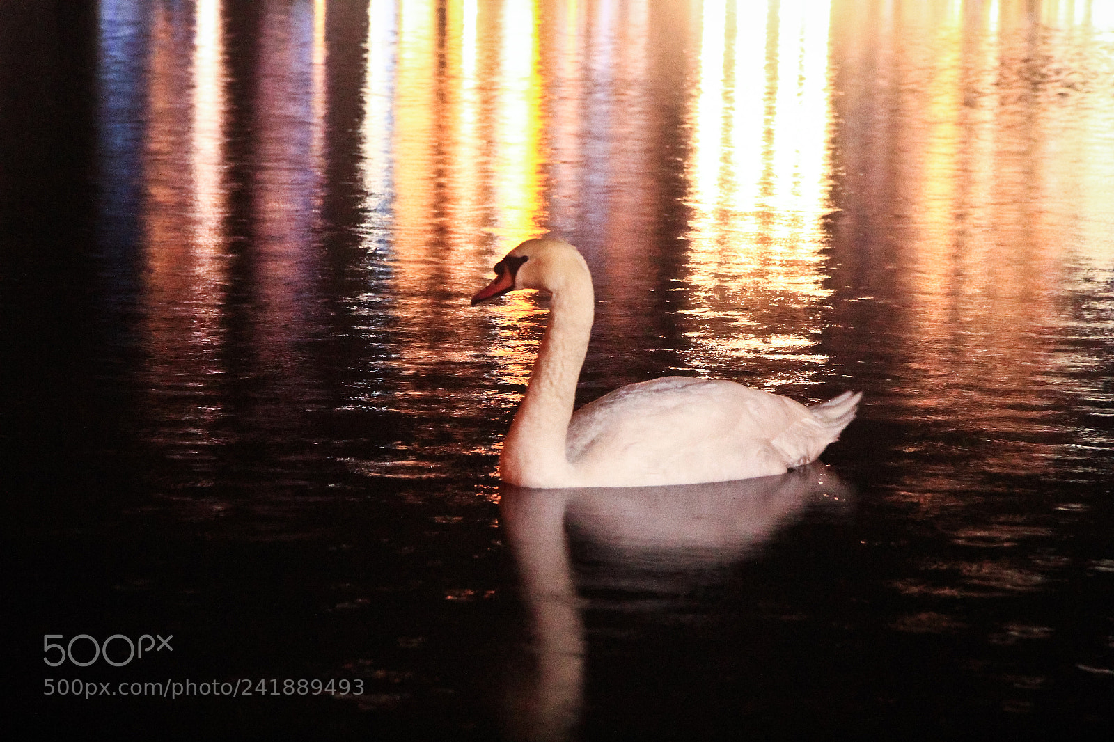Canon EOS 60D sample photo. Swan photography