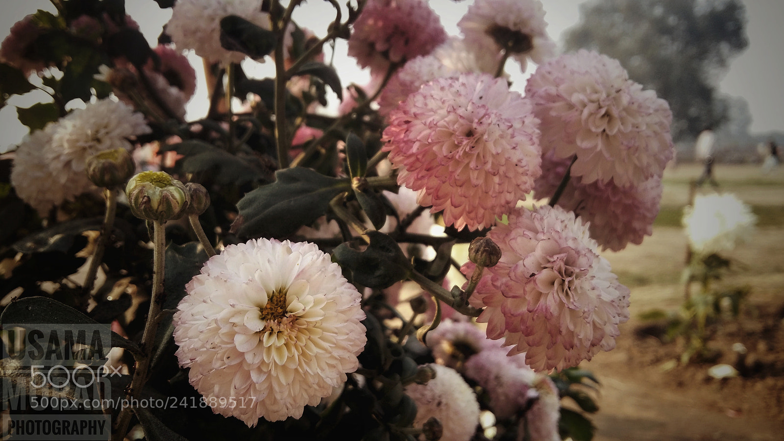 Samsung Galaxy A5 sample photo. Flower photography photography
