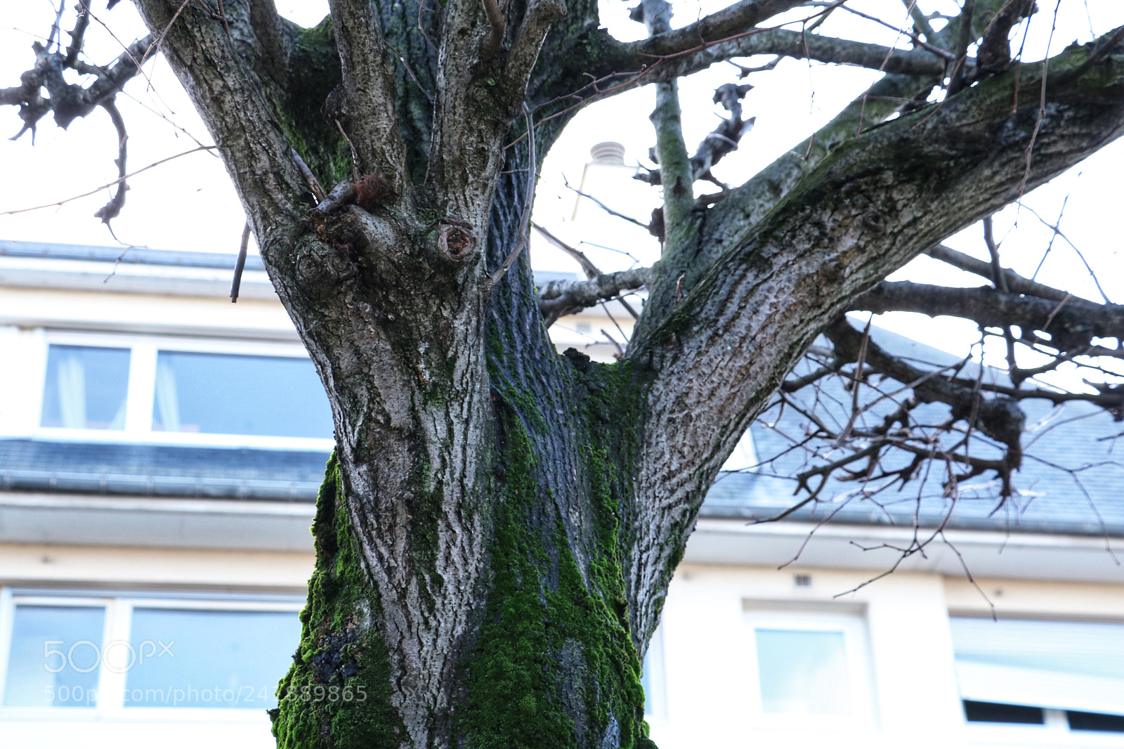Canon EOS 750D (EOS Rebel T6i / EOS Kiss X8i) sample photo. Its majesty the tree photography