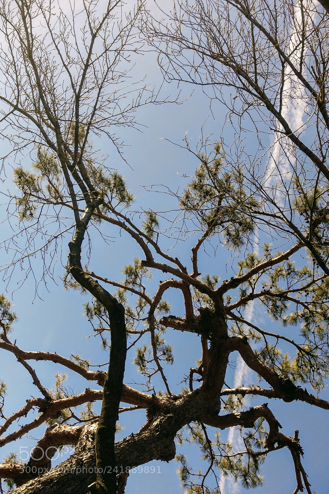 Sony Cyber-shot DSC-RX100 III sample photo. Like a dragon photography