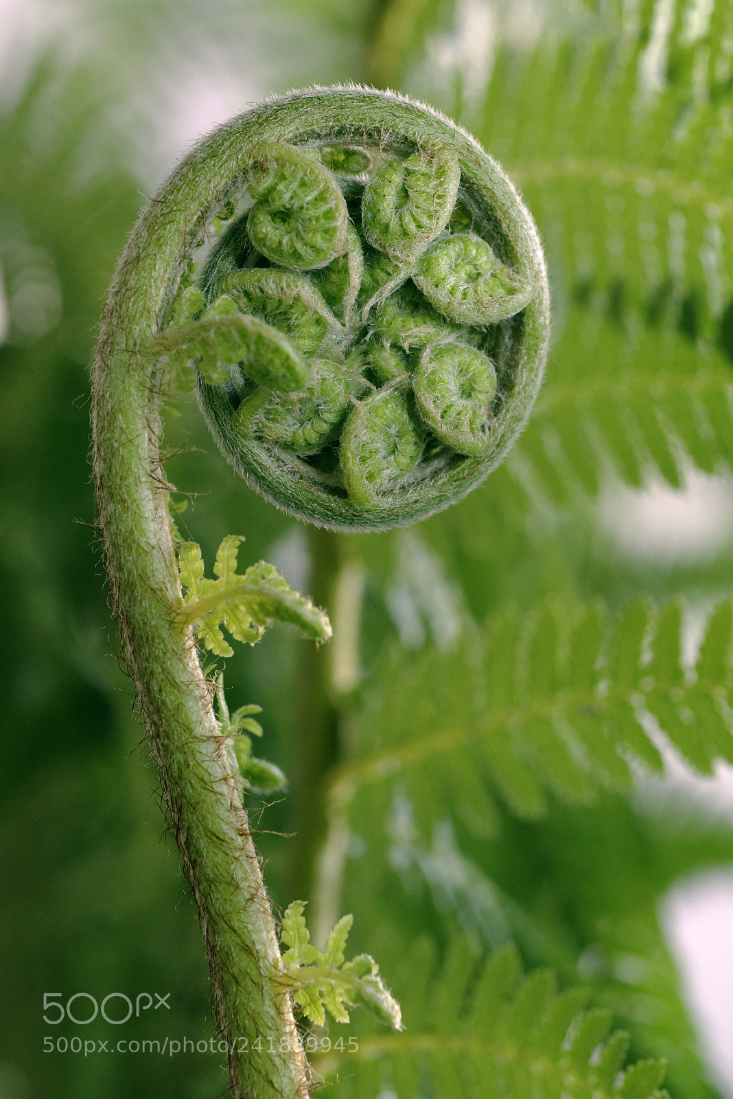 Pentax K-1 sample photo. A palm fronds circle photography