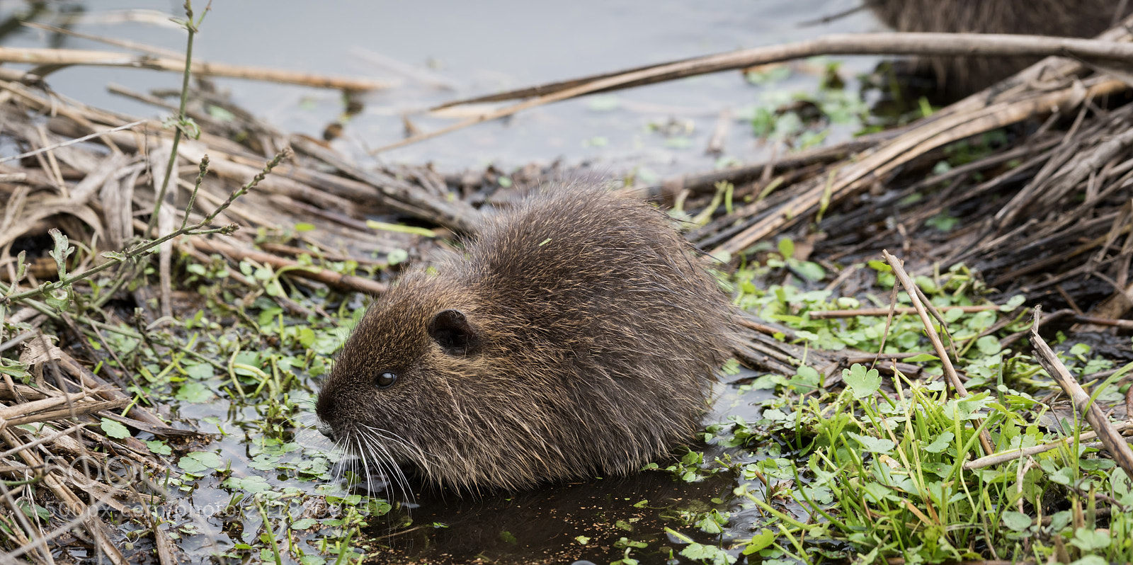Nikon D810 sample photo. Nutria photography