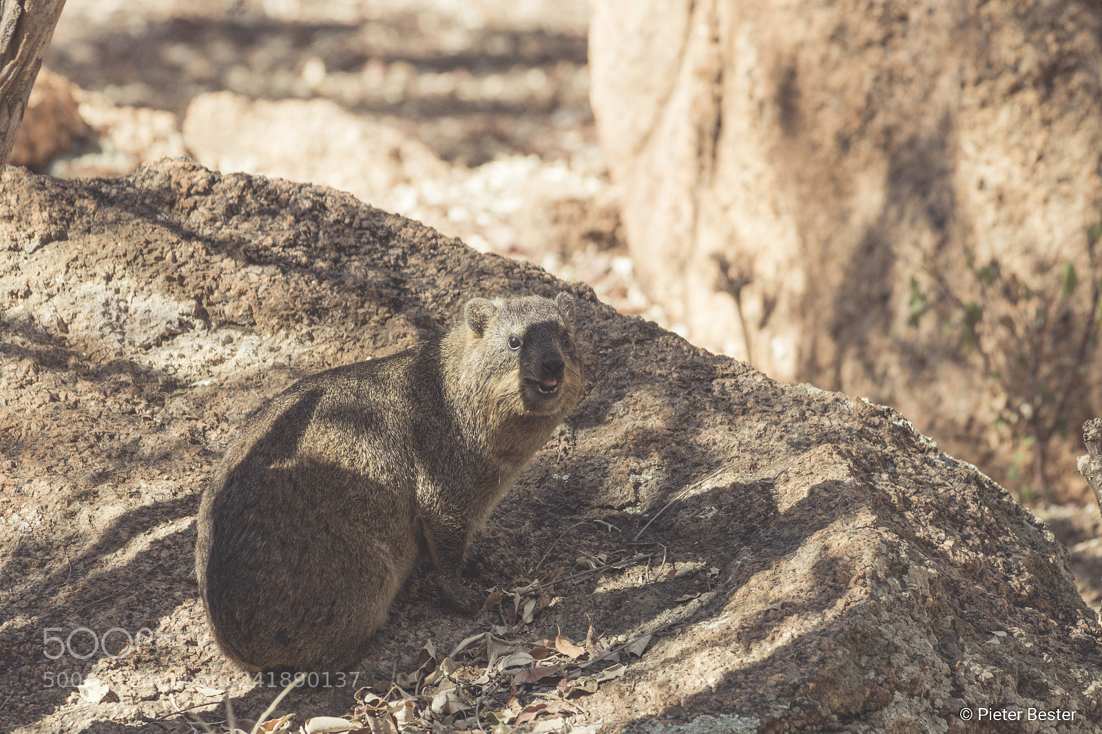 Canon EOS 750D (EOS Rebel T6i / EOS Kiss X8i) sample photo. Rock hyrax photography