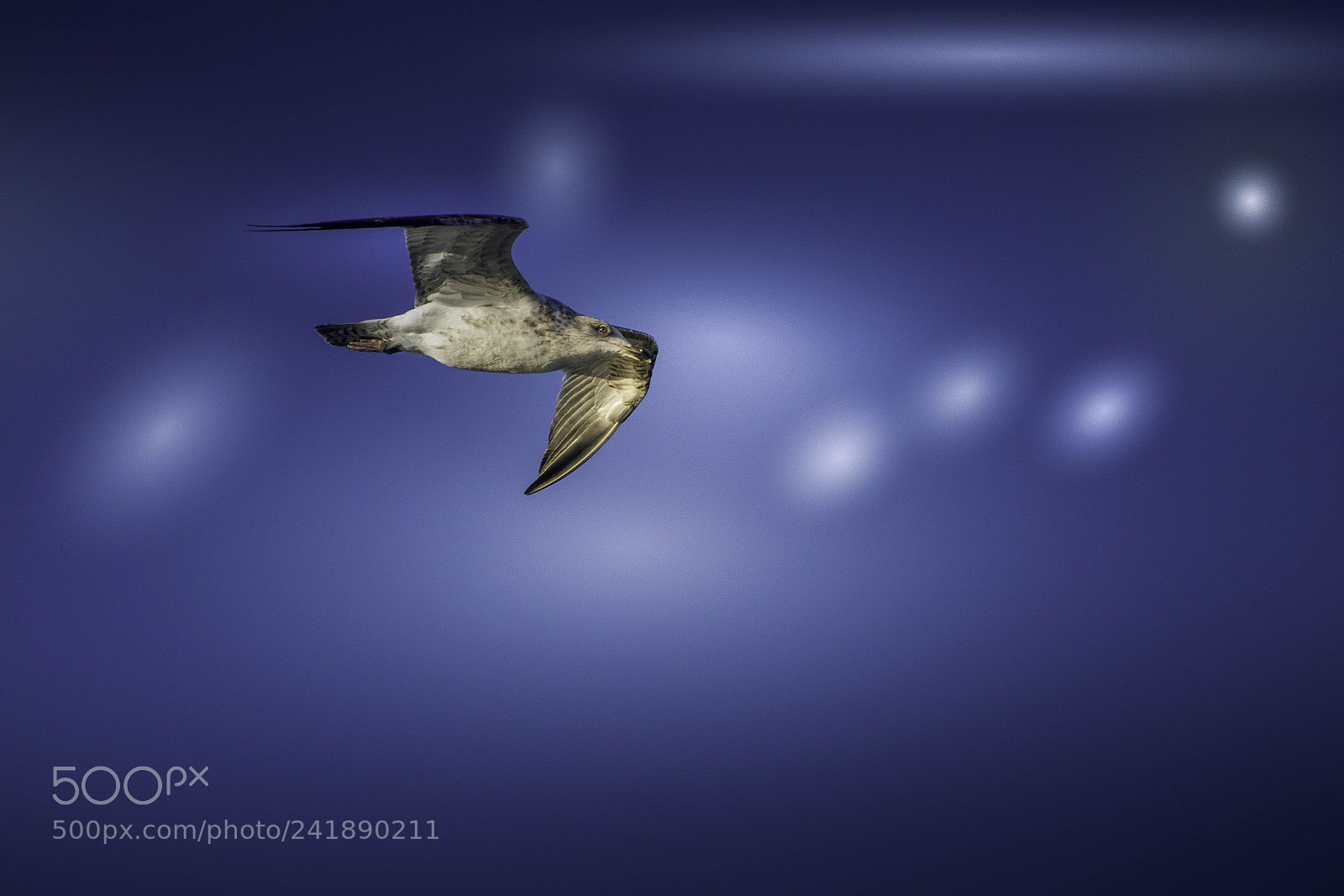 Canon EOS 77D (EOS 9000D / EOS 770D) sample photo. Juvenile european herring gull photography