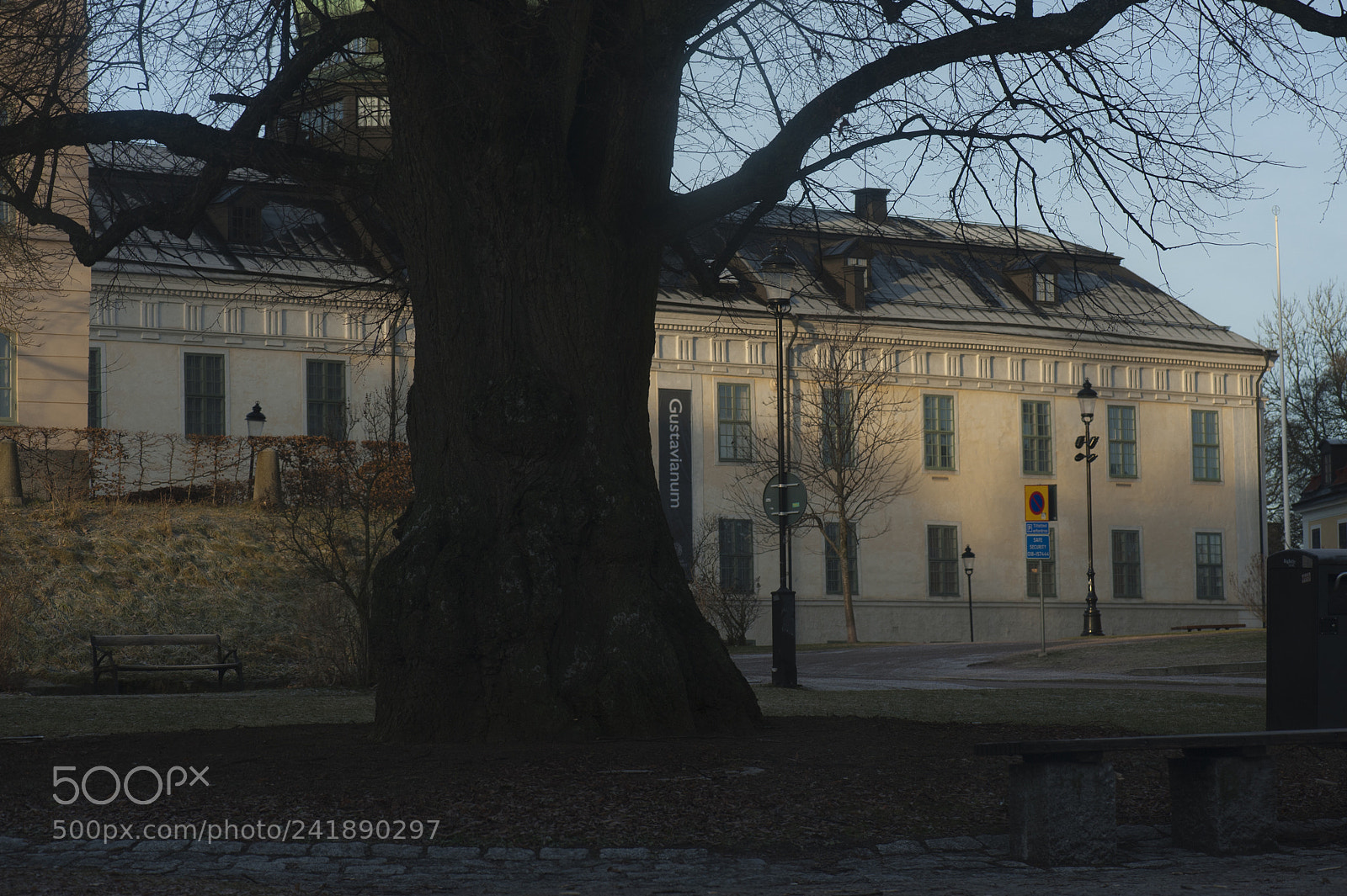 Nikon D700 sample photo. The tree in front photography