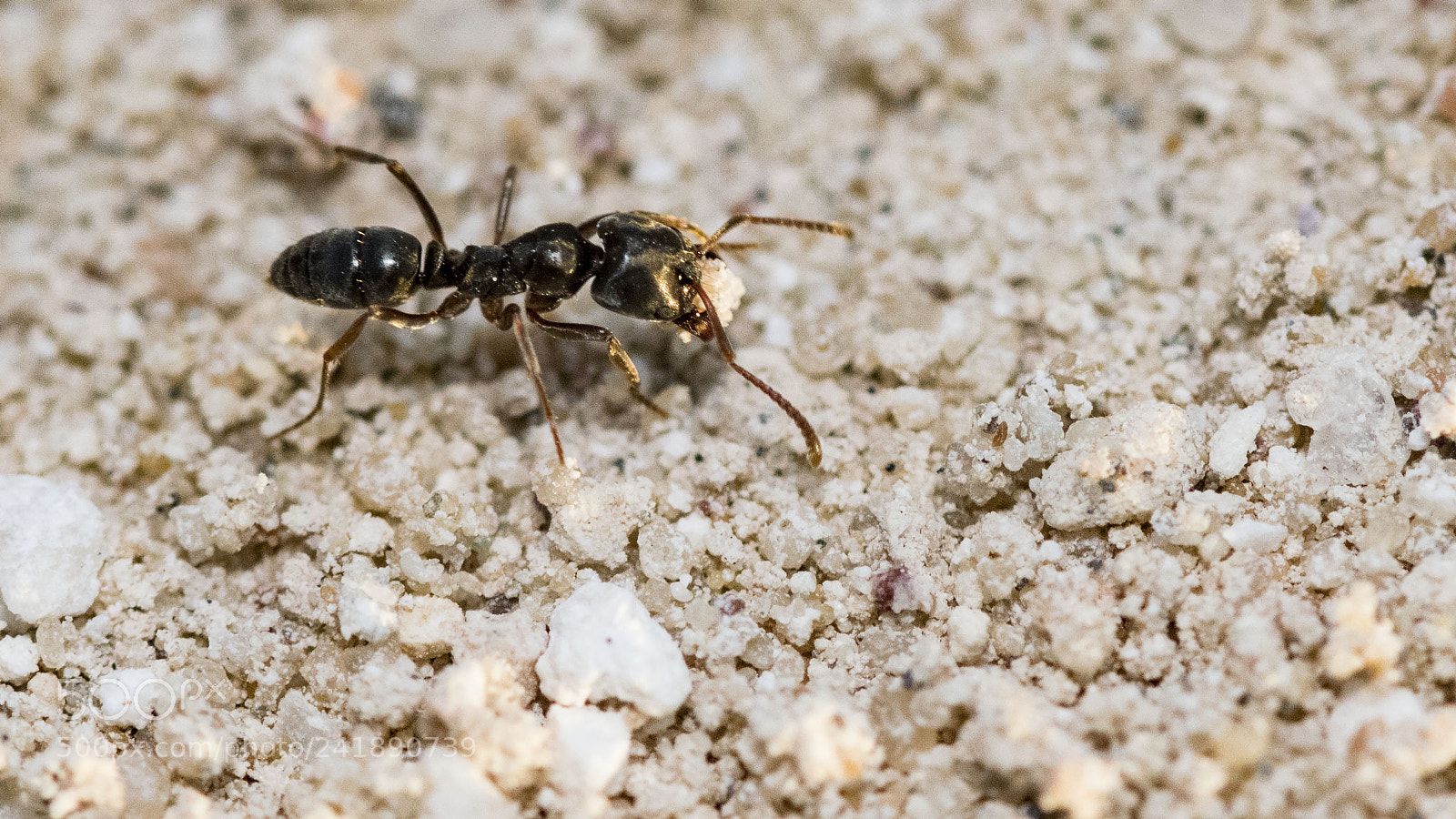 Nikon D500 sample photo. Field work photography
