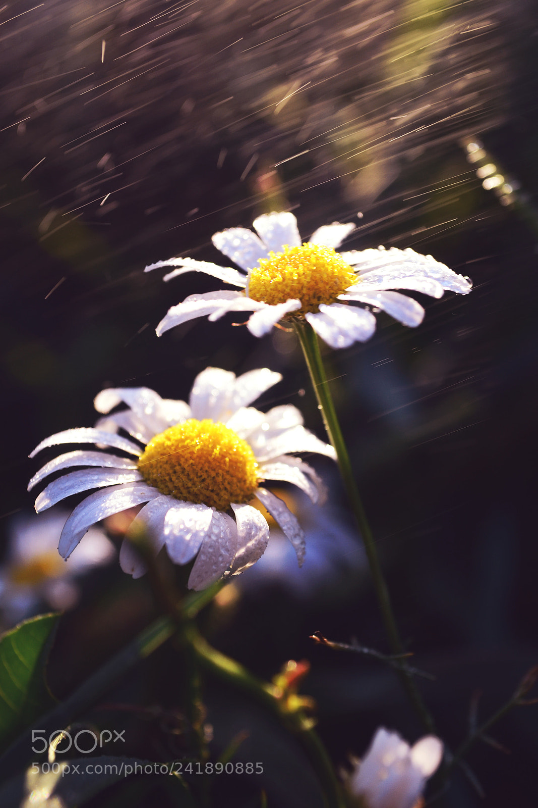 Nikon D3100 sample photo. Friends photography