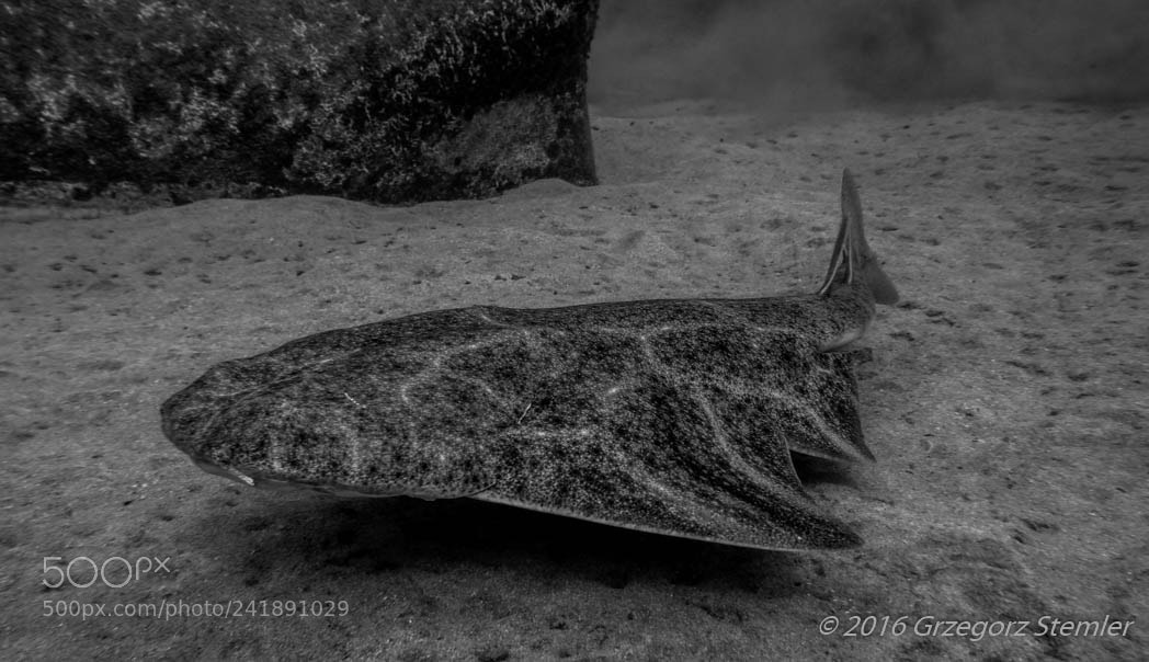 Olympus PEN E-PL7 sample photo. Angel shark photography