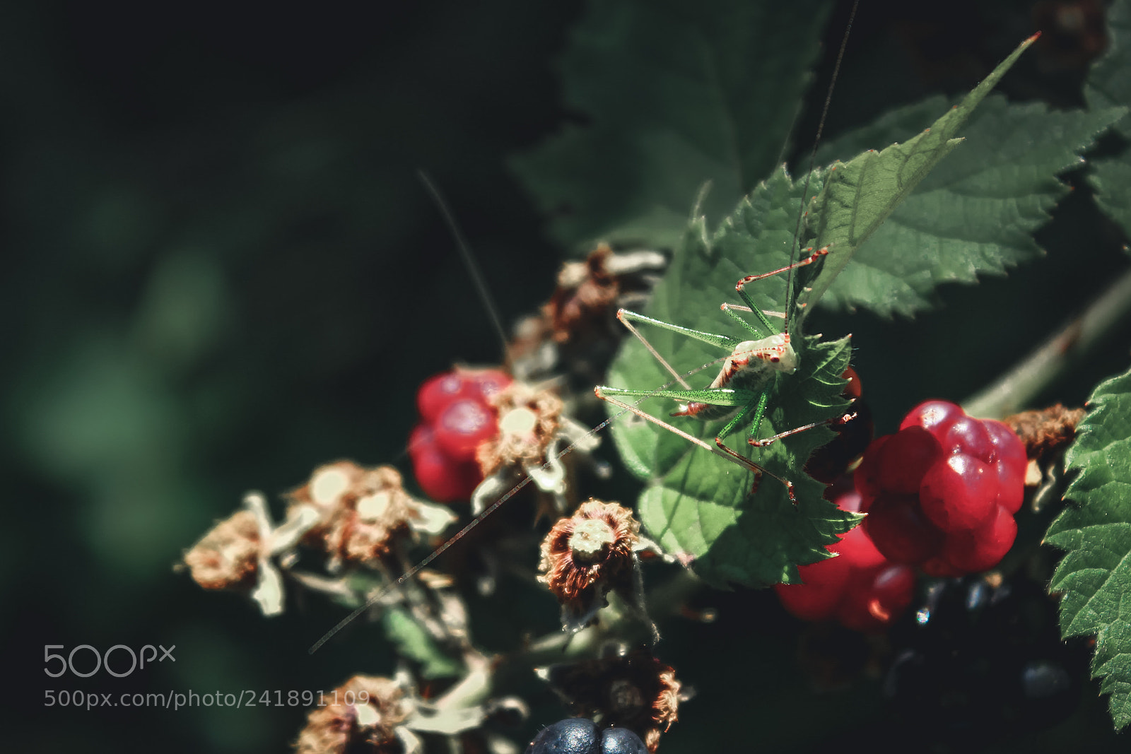 Canon EOS 1200D (EOS Rebel T5 / EOS Kiss X70 / EOS Hi) sample photo. Grasshopper on a blackberry photography