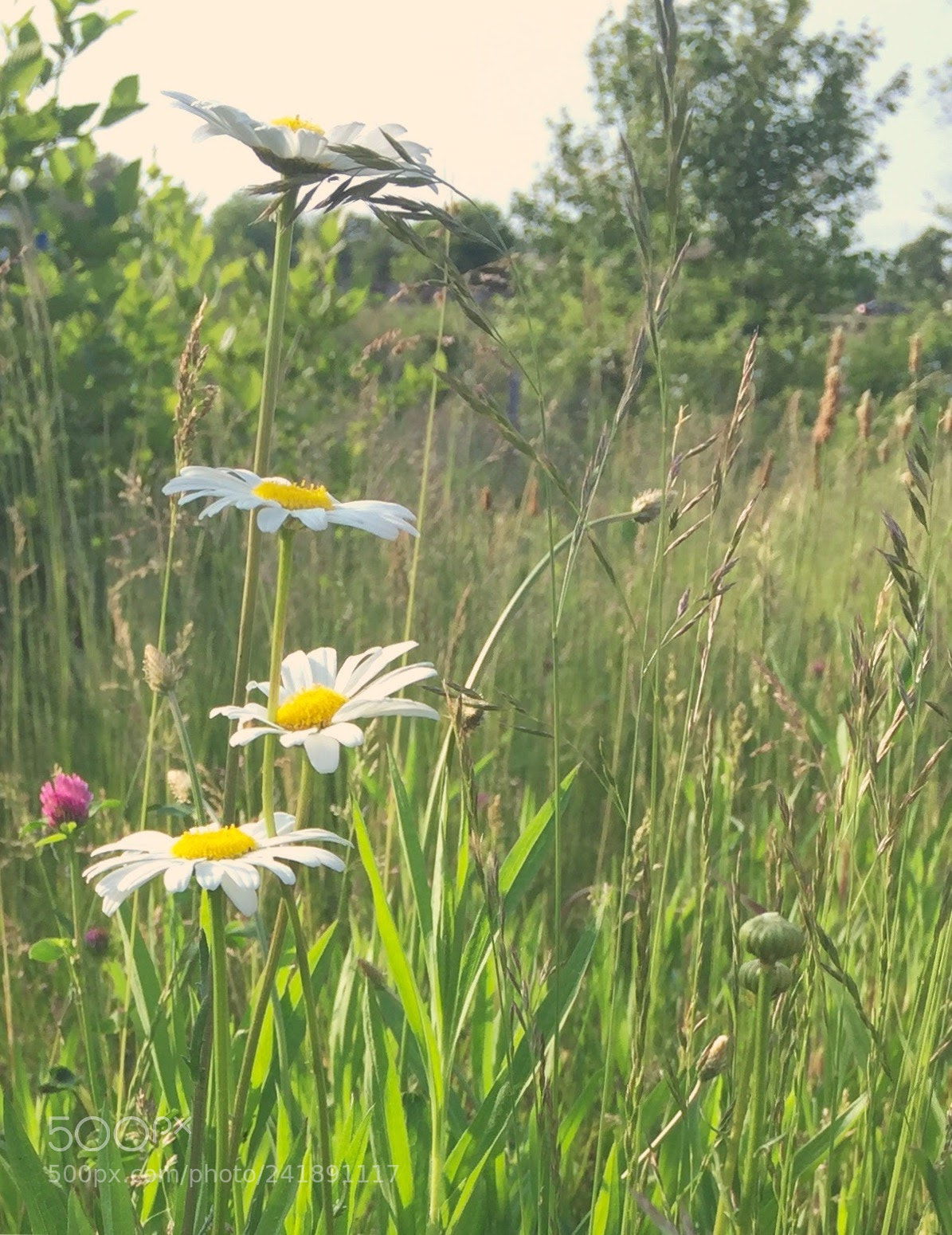 Apple iPhone 6 sample photo. Field of daisies photography