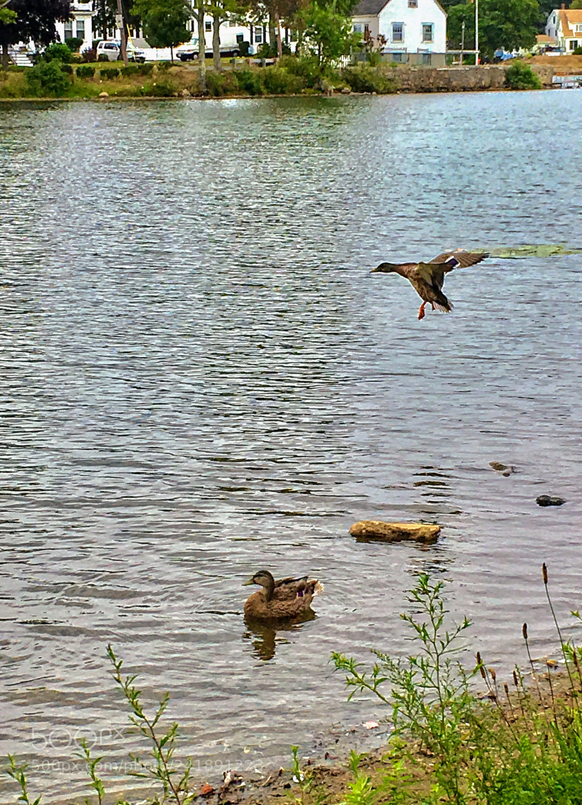 Apple iPhone 6s sample photo. Smooth landing .... photography