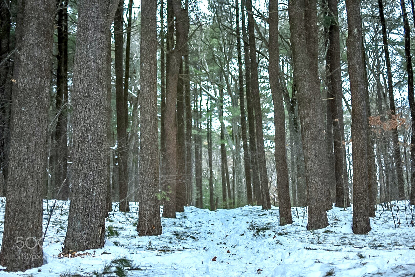 Nikon D7200 sample photo. Trail to nowhere photography