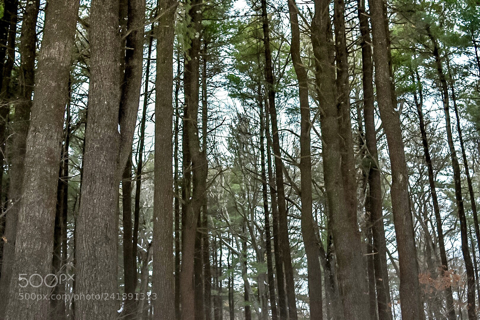 Nikon D7200 sample photo. Up in those trees photography