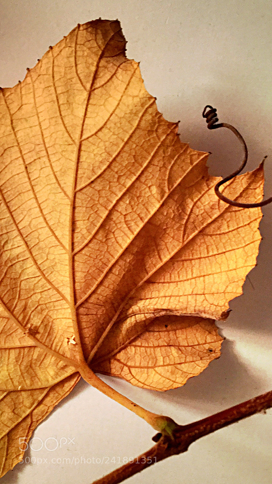 Apple iPhone 6s sample photo. Autumn leaves photography
