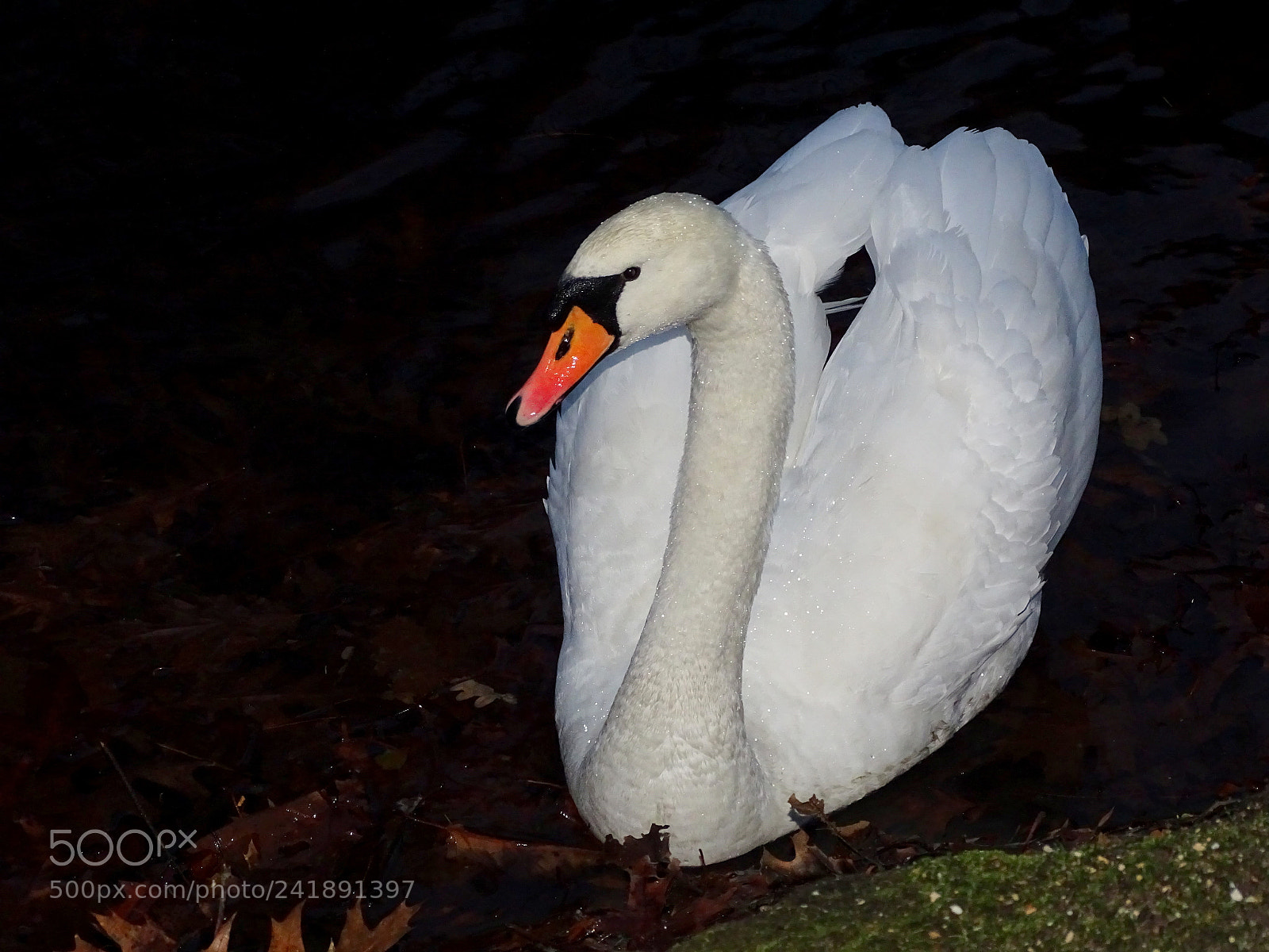 Sony Cyber-shot DSC-HX400V sample photo. Swan photography