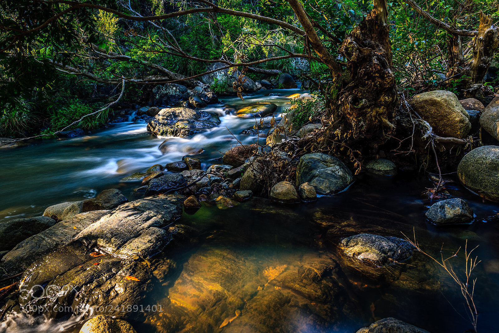 Canon EOS 5D sample photo. Gnarled river tree stump photography