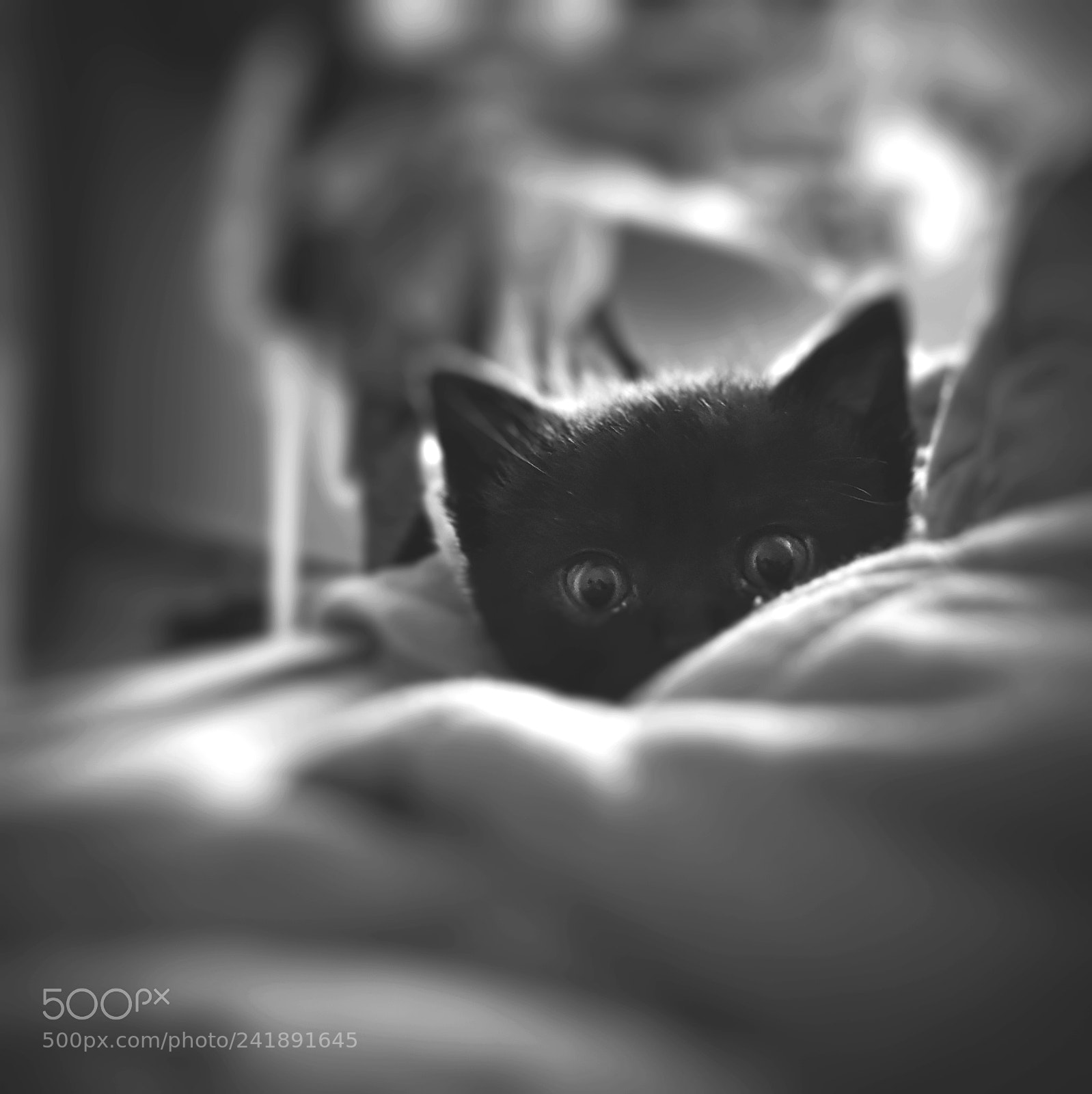 Samsung Galaxy S8 sample photo. Little cat photography