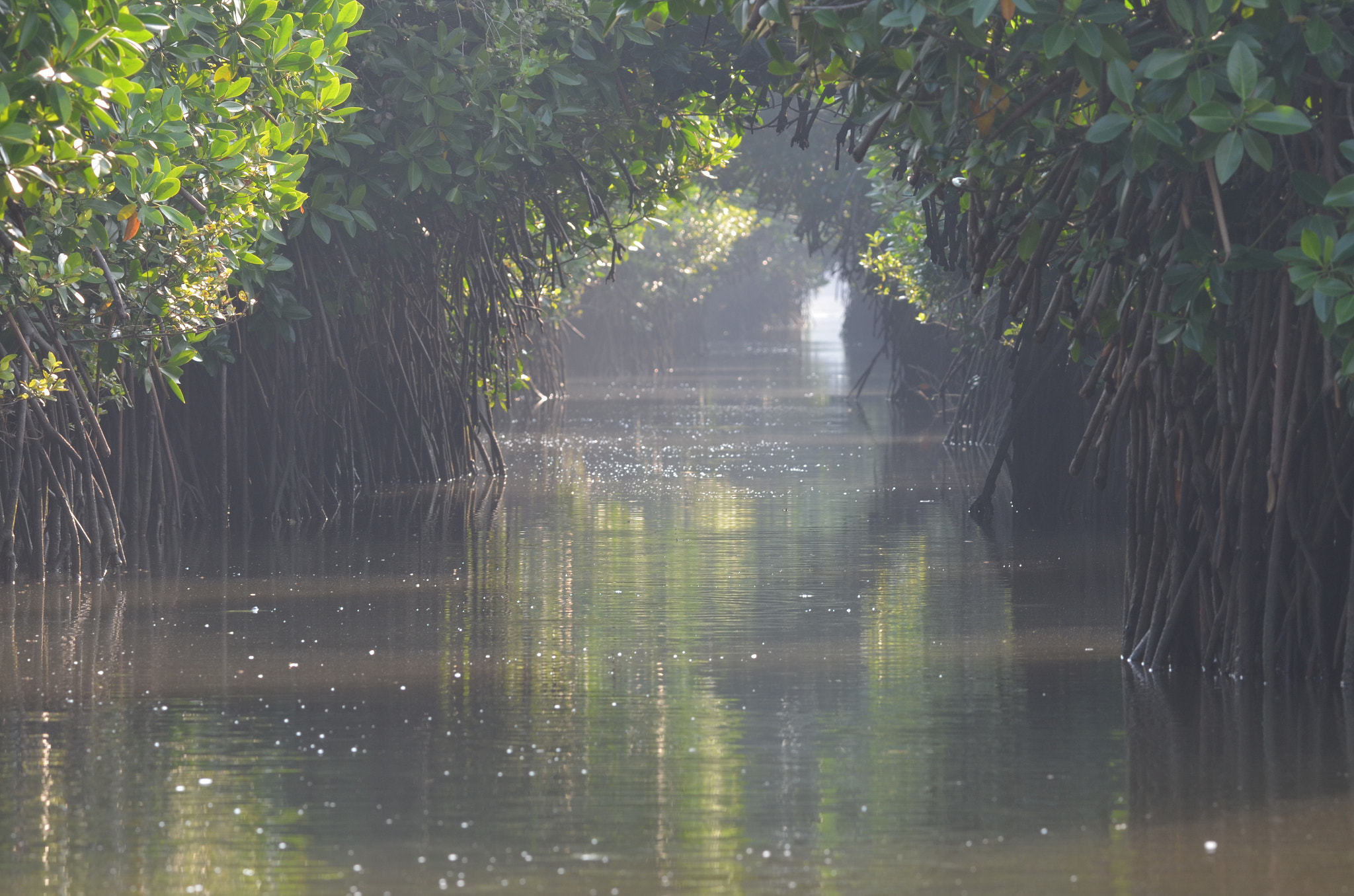 Nikon AF-S Nikkor 200-500mm F5.6E ED VR sample photo. A mangrove street photography