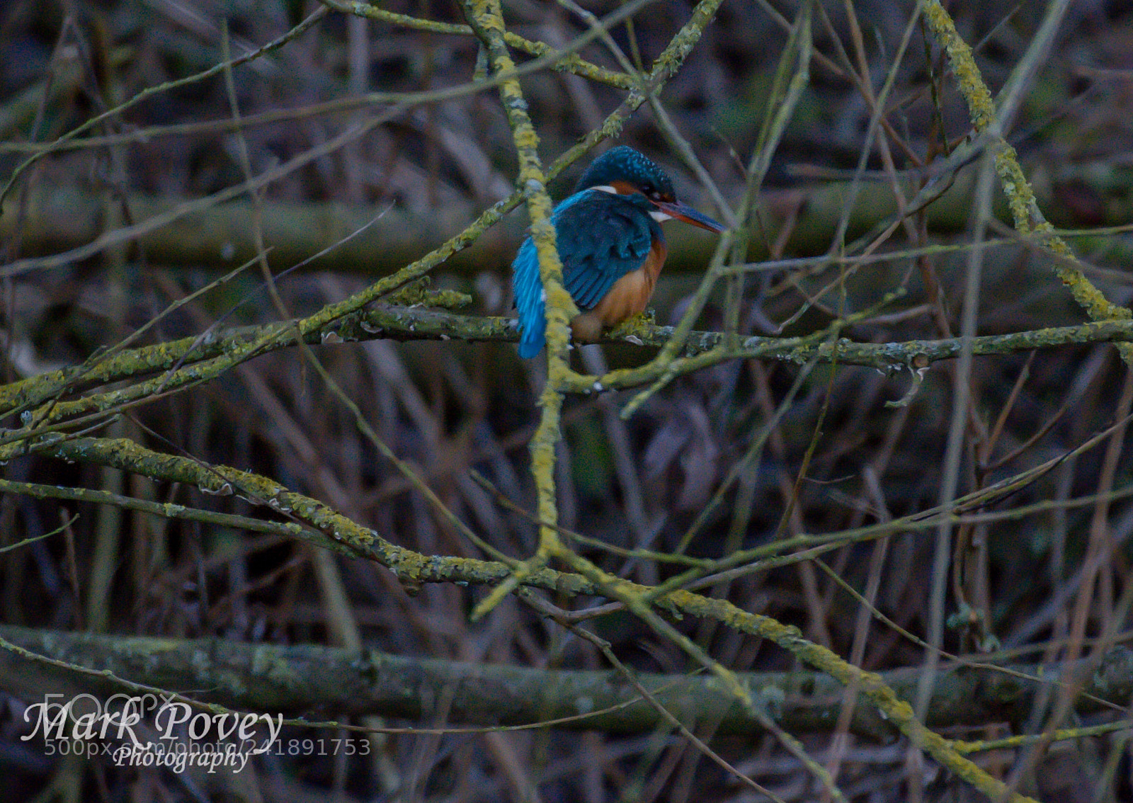 Nikon D7200 sample photo. Kingfisher photography