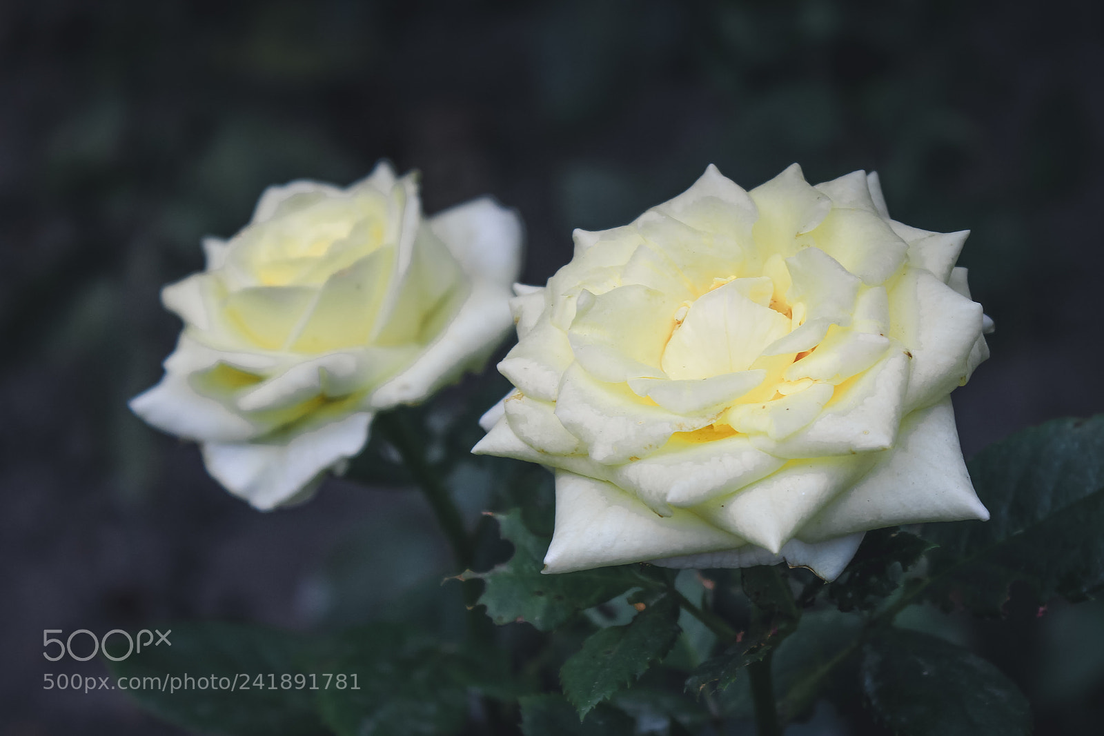 Canon EOS 1200D (EOS Rebel T5 / EOS Kiss X70 / EOS Hi) sample photo. White roses photography