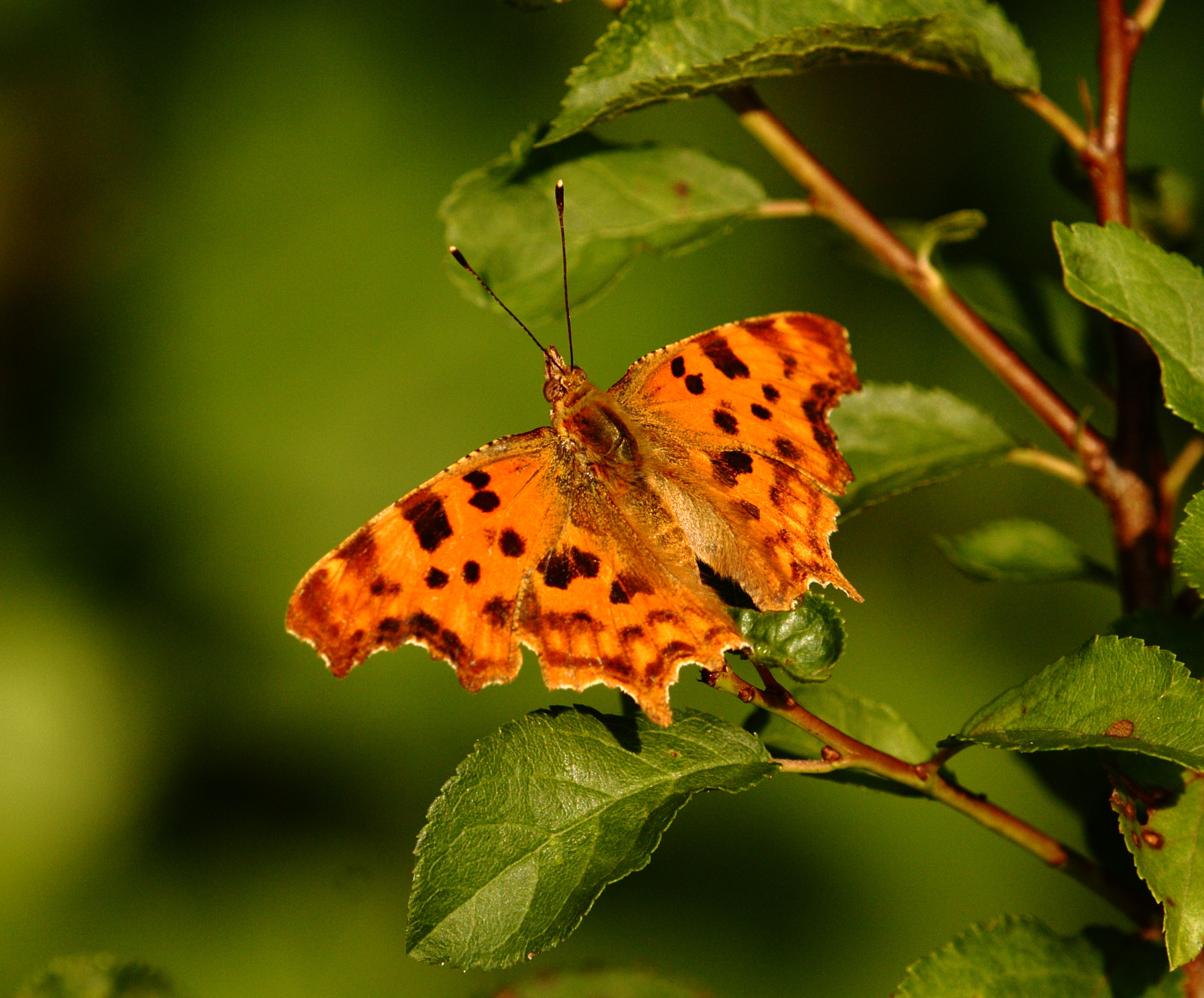 Tamron SP AF 180mm F3.5 Di LD (IF) Macro sample photo. Butterfly photography