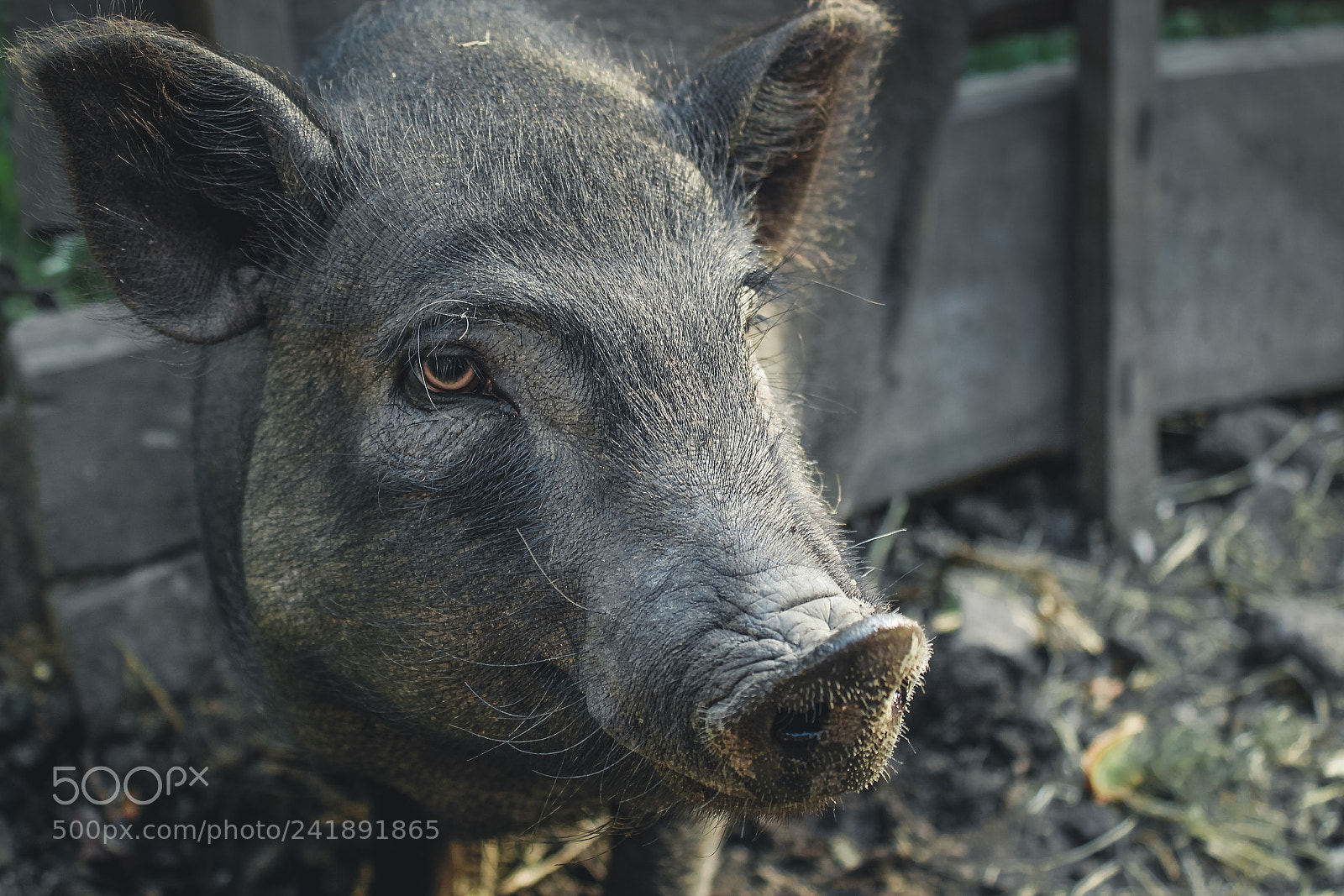 Canon EOS 1200D (EOS Rebel T5 / EOS Kiss X70 / EOS Hi) sample photo. Black pig photography
