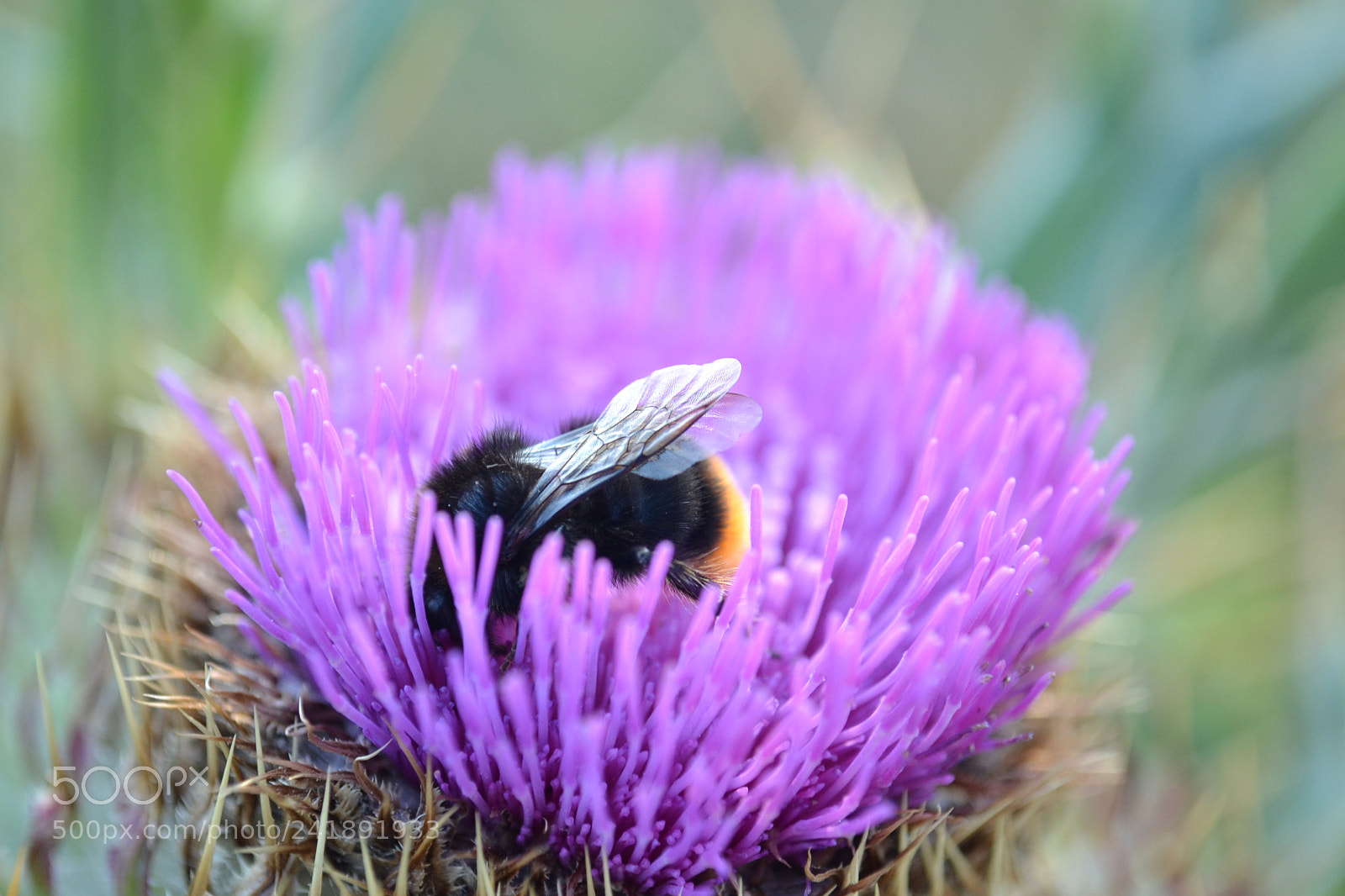 Nikon D3100 sample photo. Working hard photography