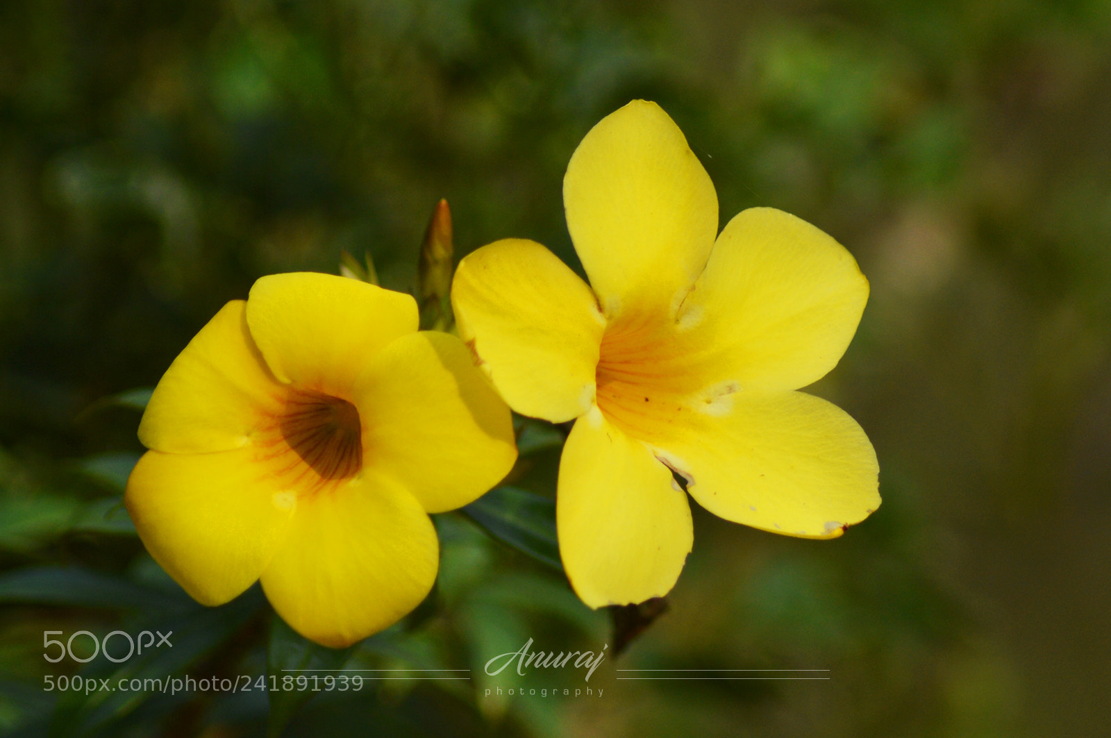 Nikon D3200 sample photo. Gelsemium sempervirens photography