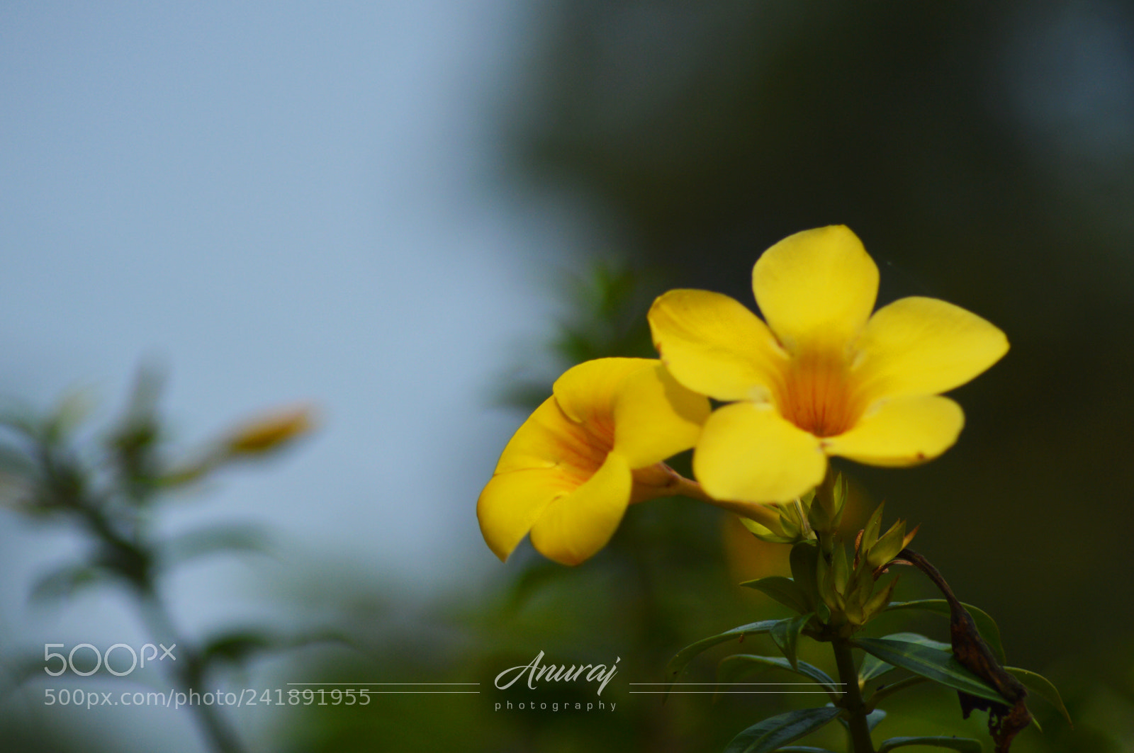Nikon D3200 sample photo. Gelsemium sempervirens photography