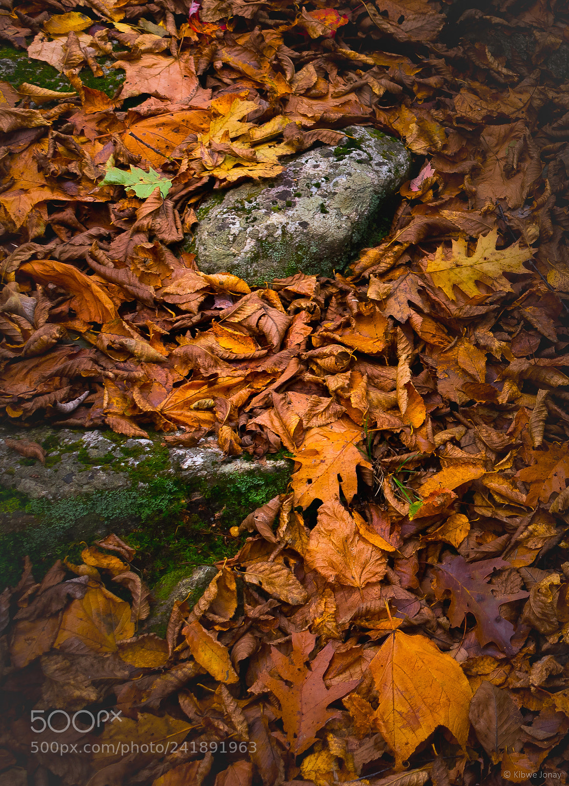 Nikon D3400 sample photo. Sea of leaves photography
