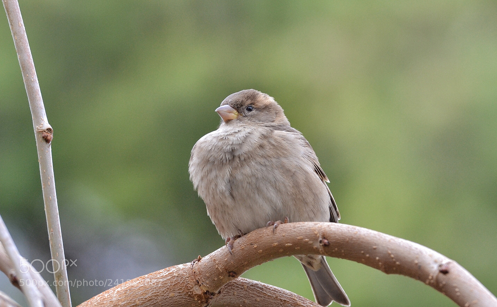 Nikon D3100 sample photo. Sparrow photography
