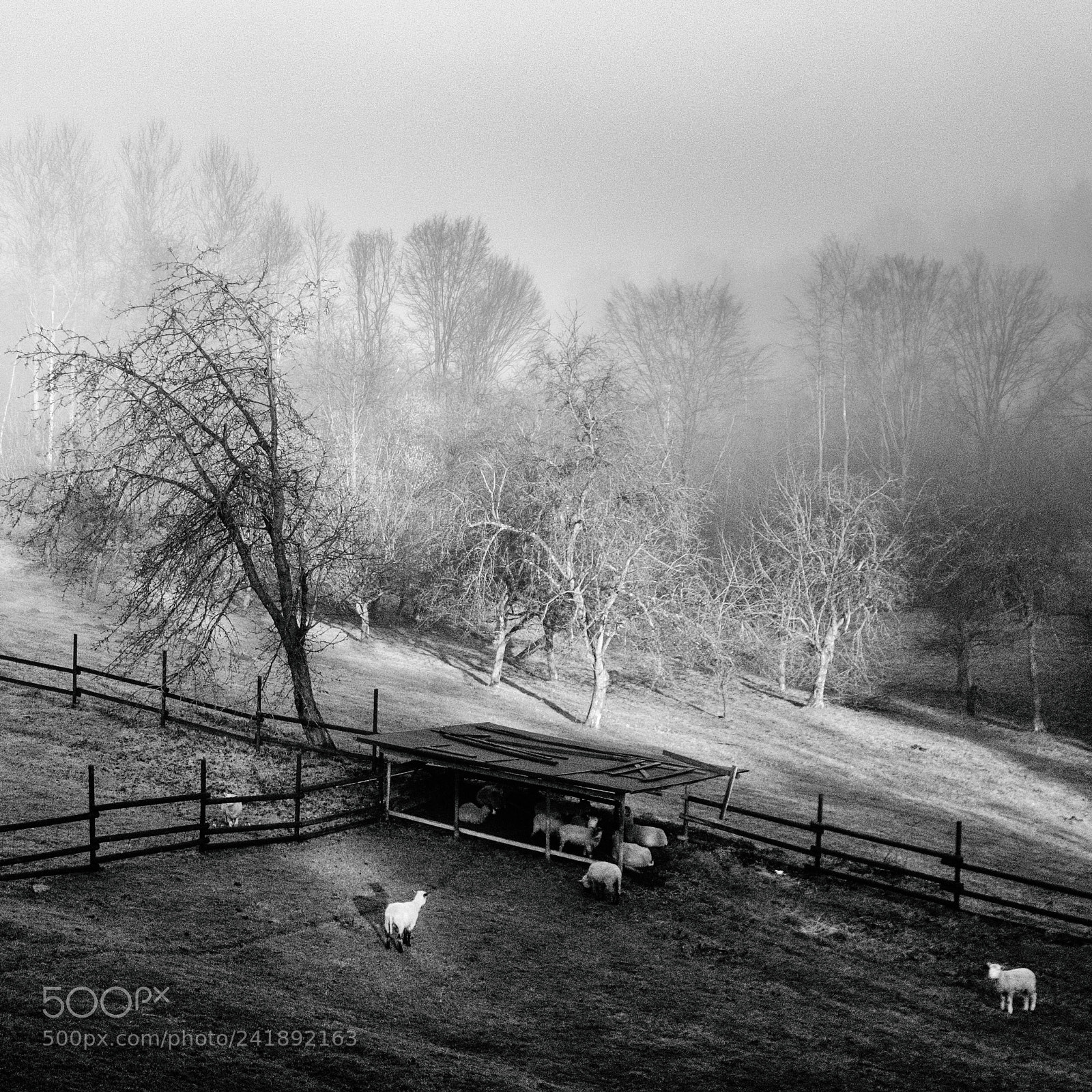 Fujifilm X100F sample photo. Sheep photography