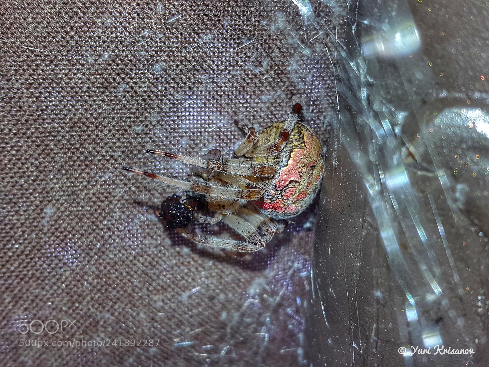Samsung Galaxy Alpha sample photo. Araneus diadematus photography