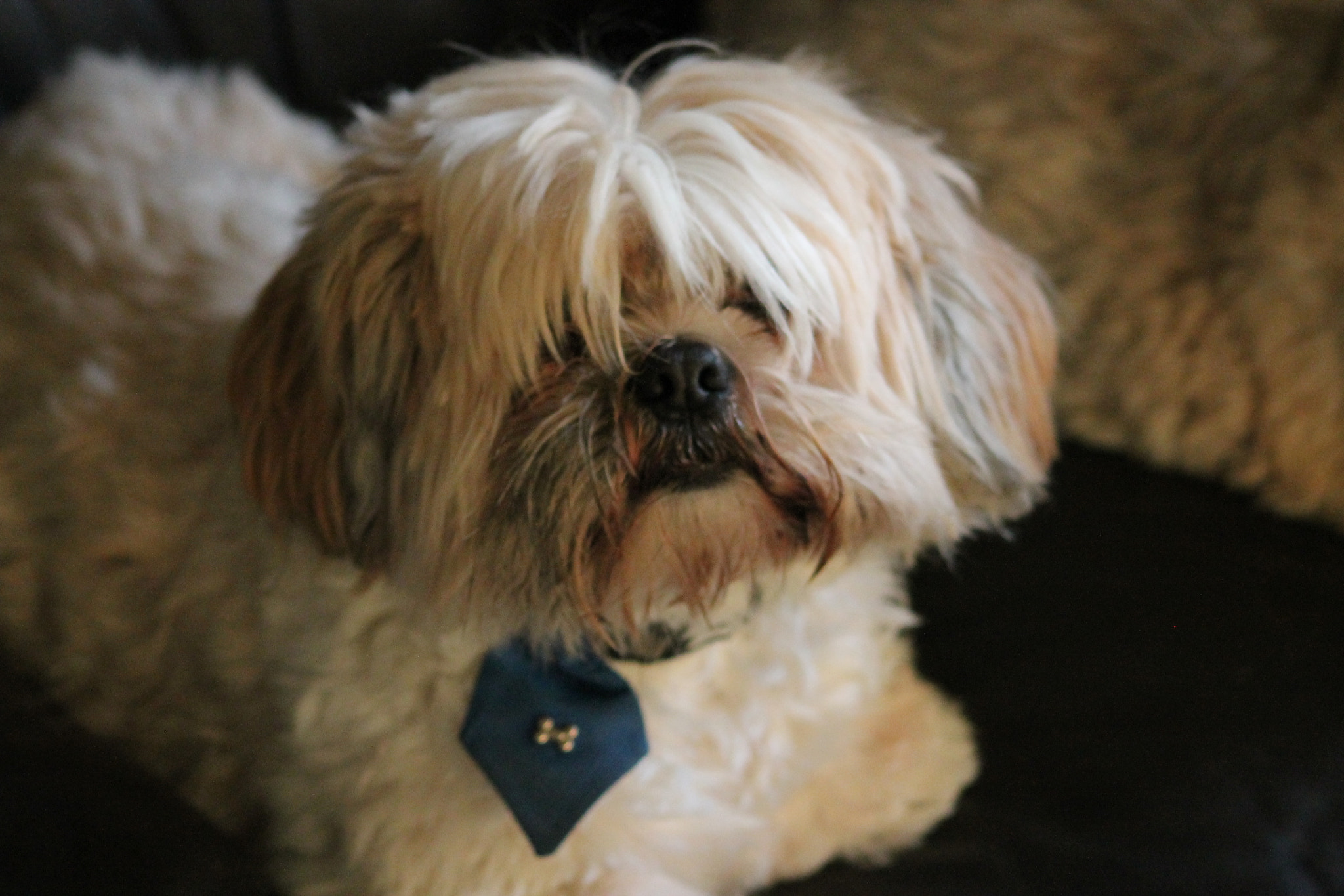 Canon EOS 1100D (EOS Rebel T3 / EOS Kiss X50) sample photo. Lhaso apso photography