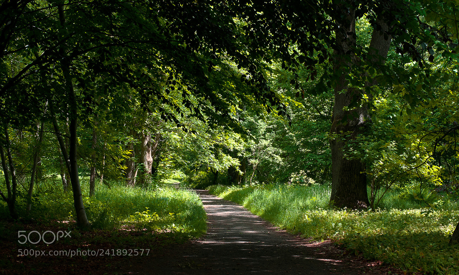 Nikon D300 sample photo. Summer day in the photography