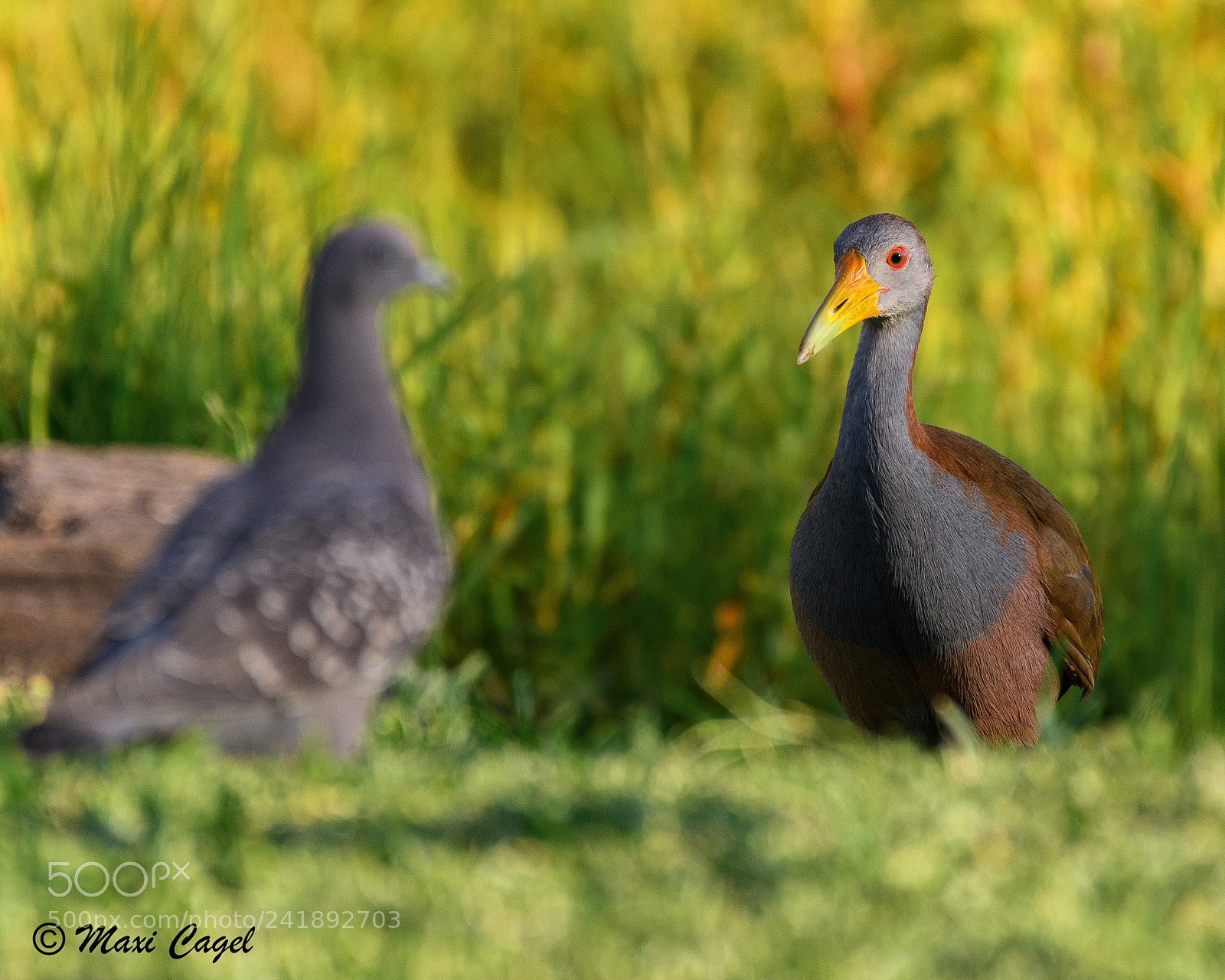 Nikon D500 sample photo. Bird contest photography