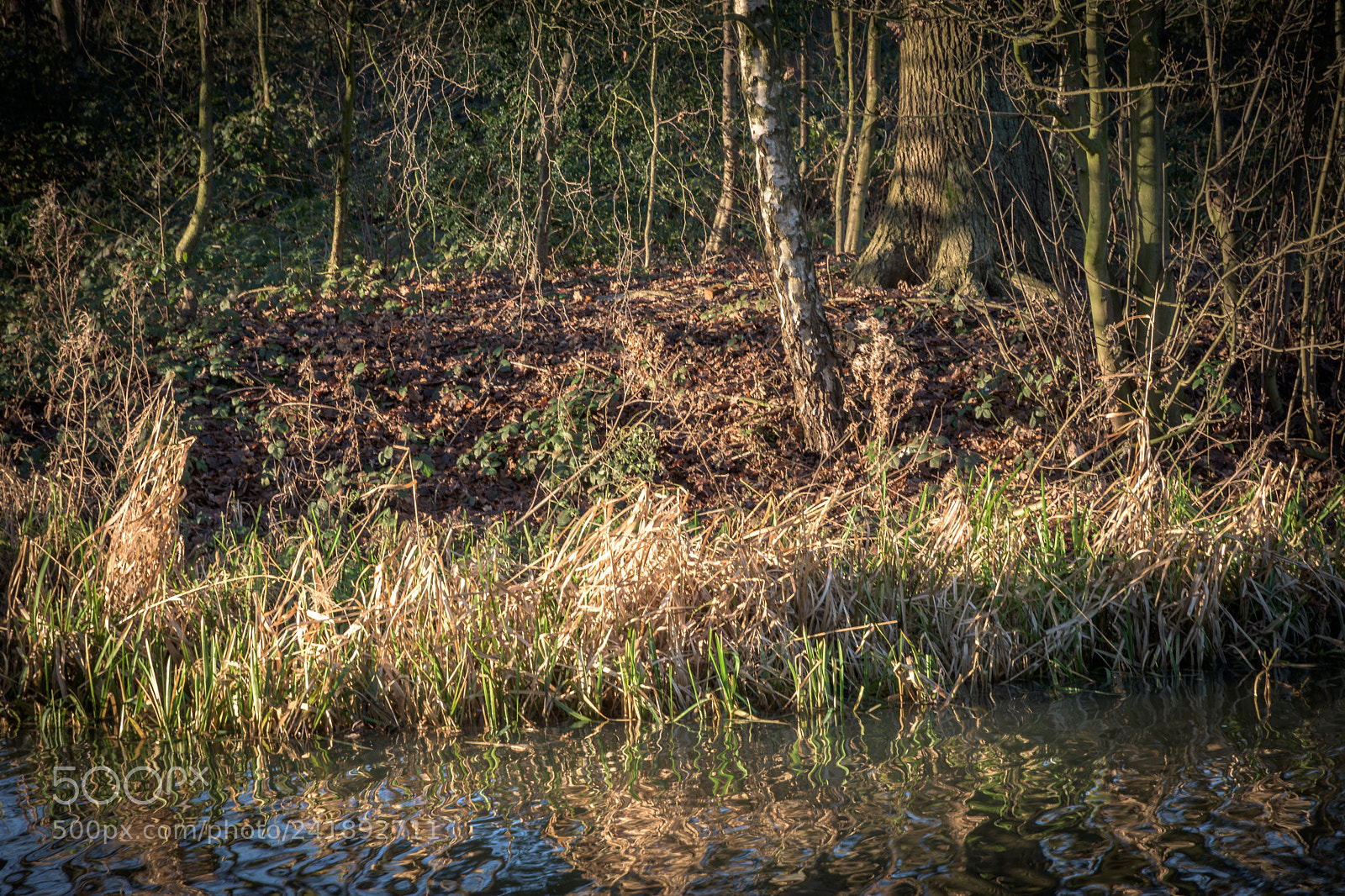 Nikon D7200 sample photo. Lower lake in winter photography