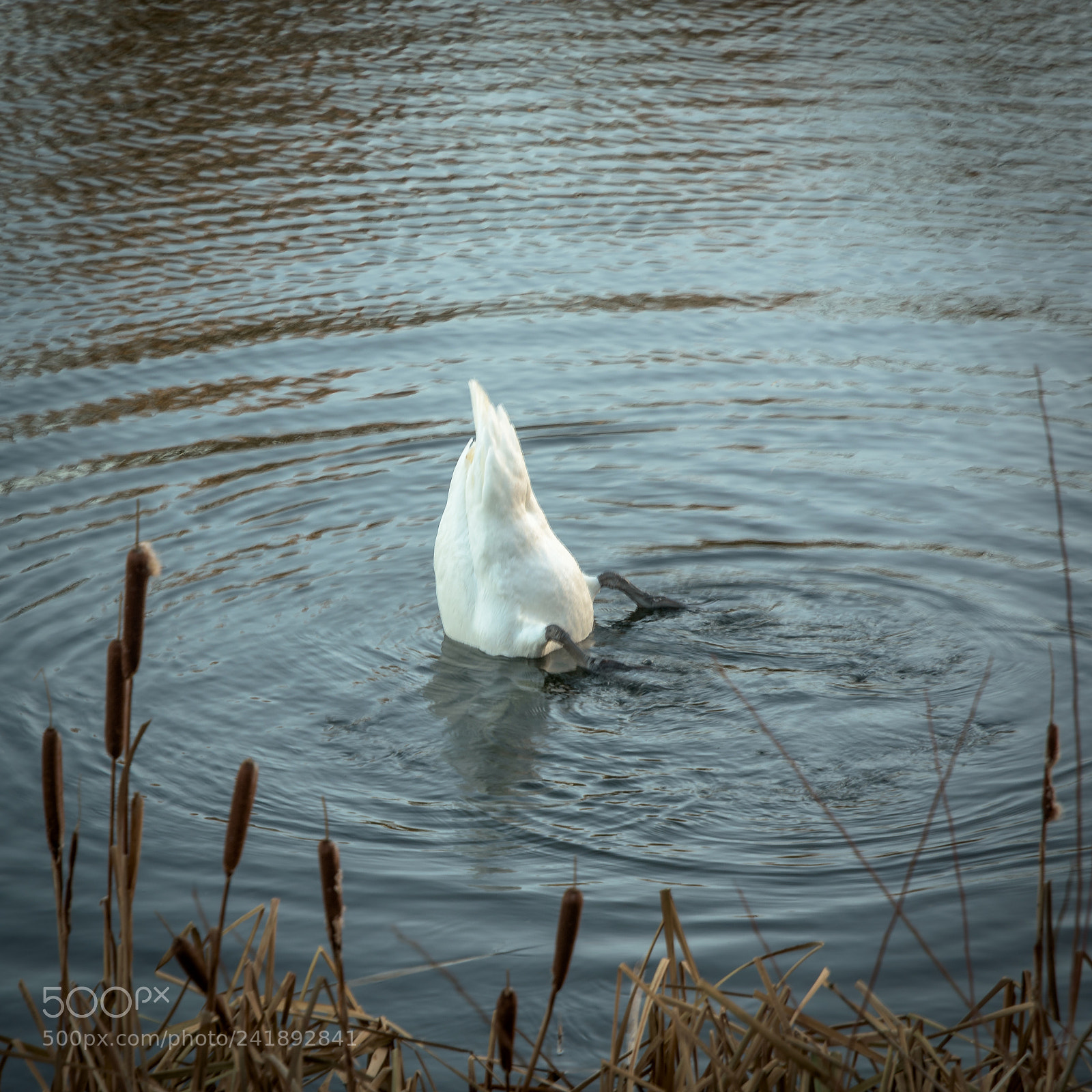 Nikon D7200 sample photo. Feeding swan. middle lake photography