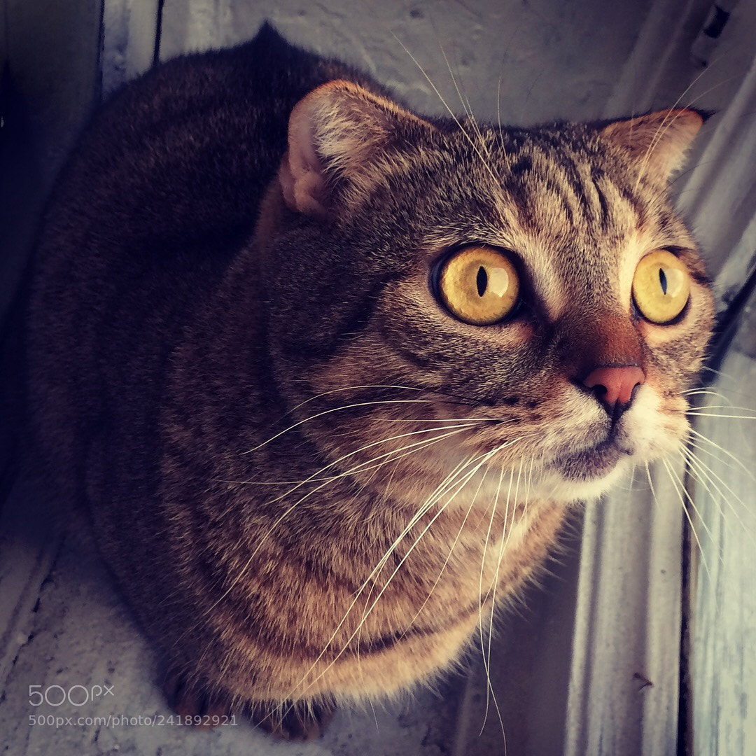 Apple iPhone 5s sample photo. Birds watcher. photography