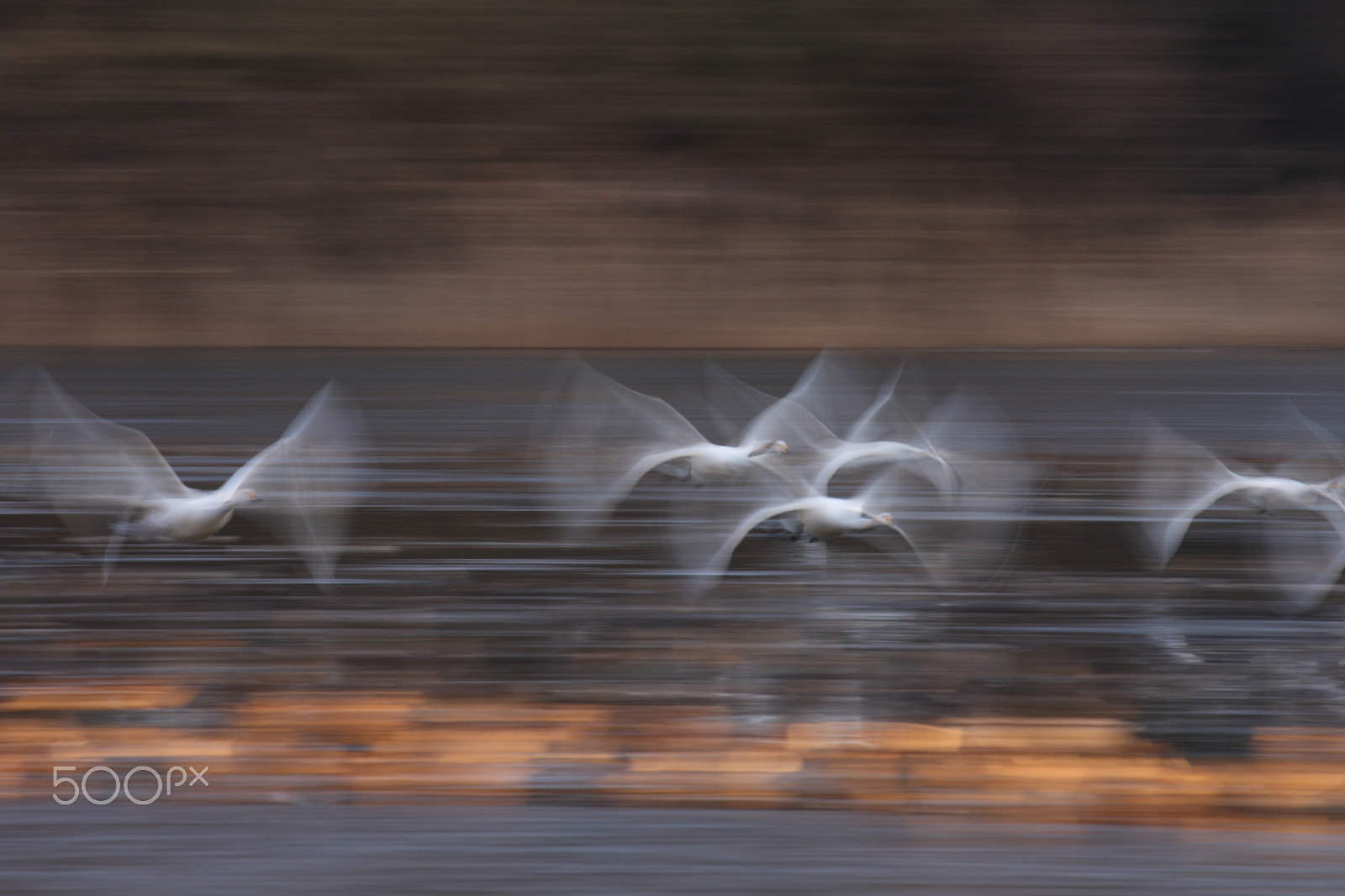 Canon EF 70-300mm F4-5.6L IS USM sample photo. Swan photography