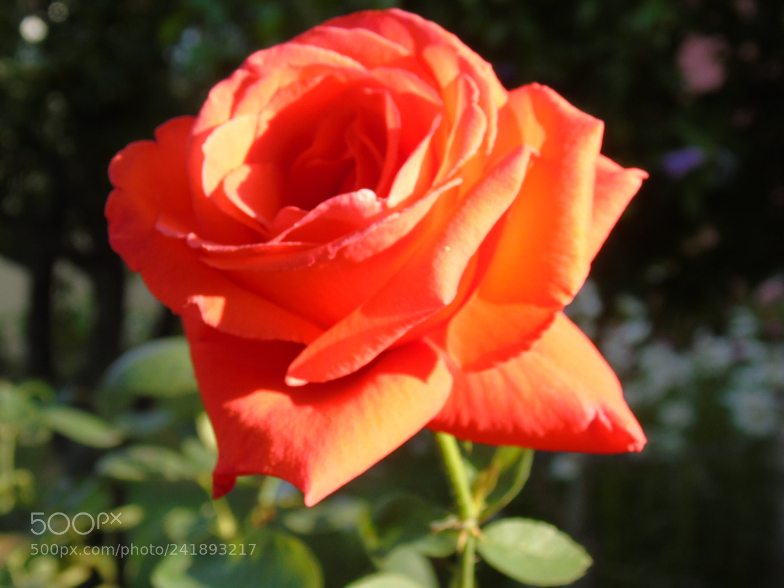 Sony Cyber-shot DSC-H400 sample photo. Love photography