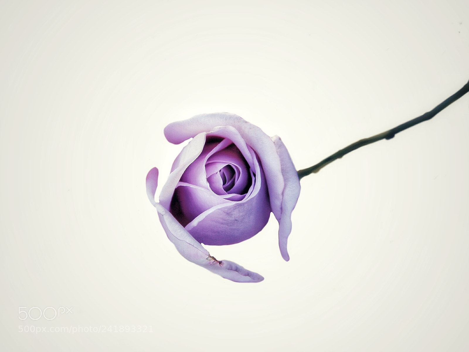 Canon EOS 60D sample photo. A lingering summertime rose photography