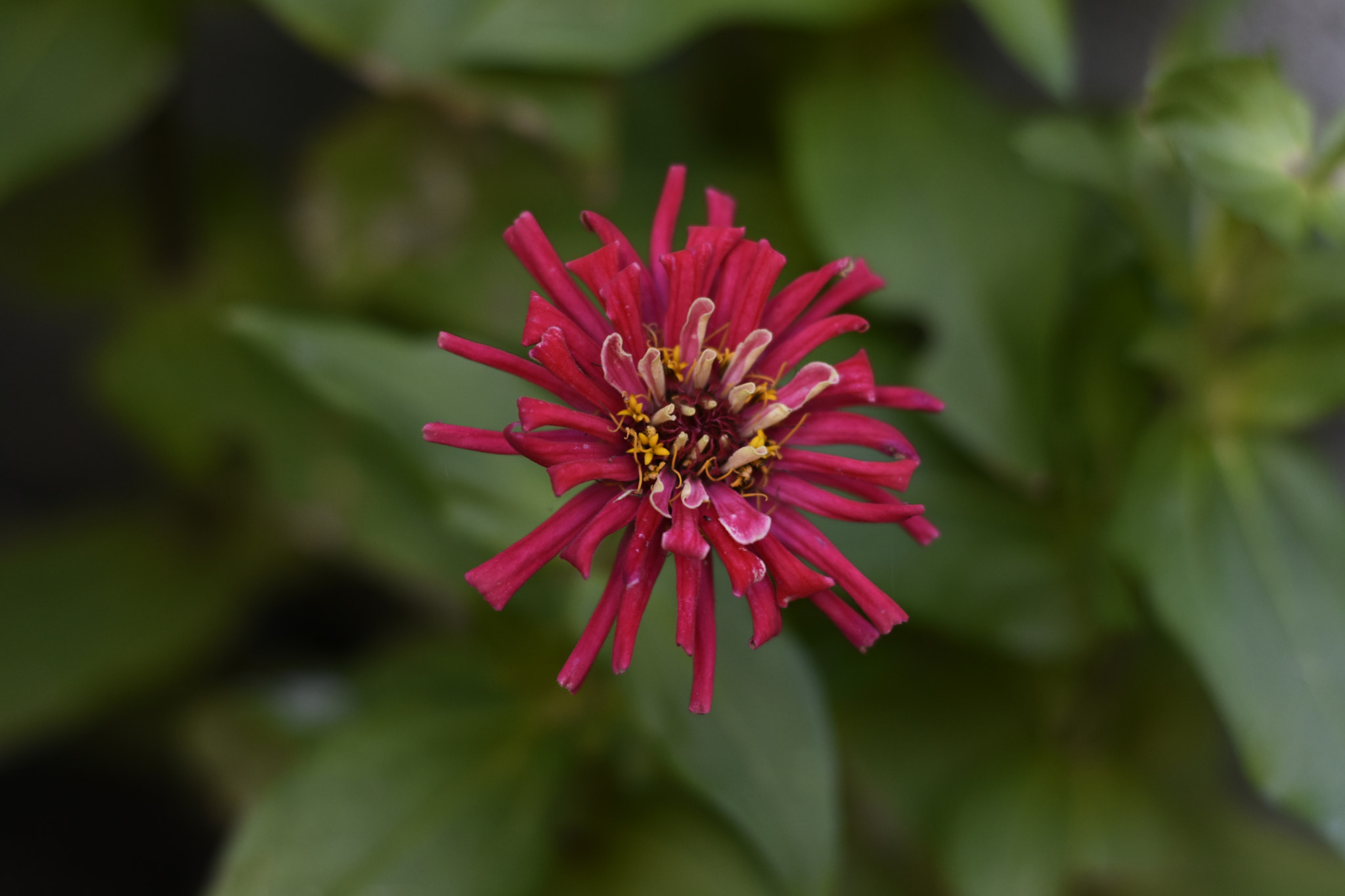 Nikon D3400 + Nikon AF-S Nikkor 50mm F1.8G sample photo. January flower photography