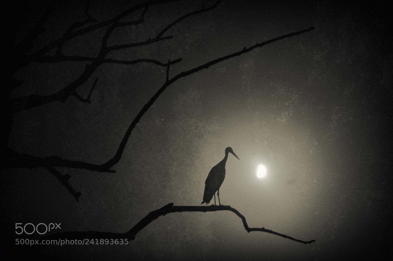 Nikon D5000 sample photo. Night bird photography