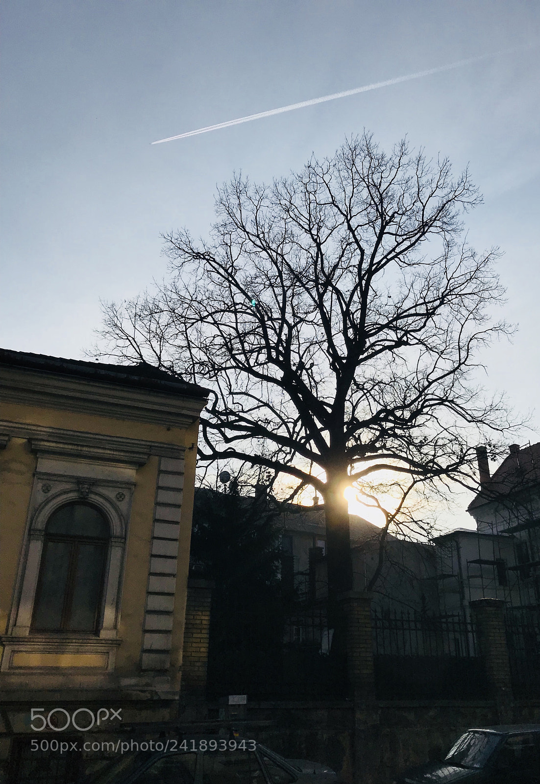 Apple iPhone 7 sample photo. Lonly tree c photography