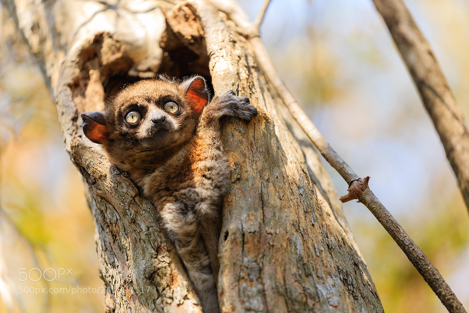 Canon EOS-1D X sample photo. Finer lemur photography