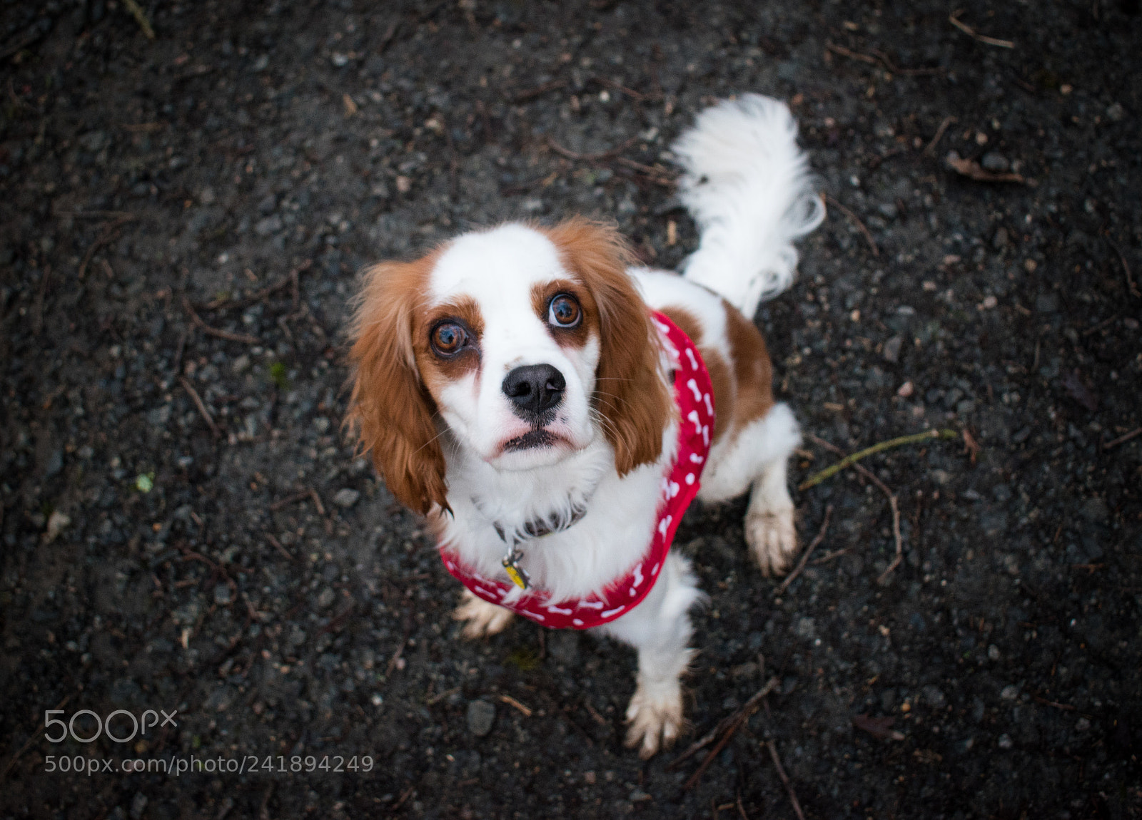 Nikon D5600 sample photo. Lilly the rescue cavalier photography