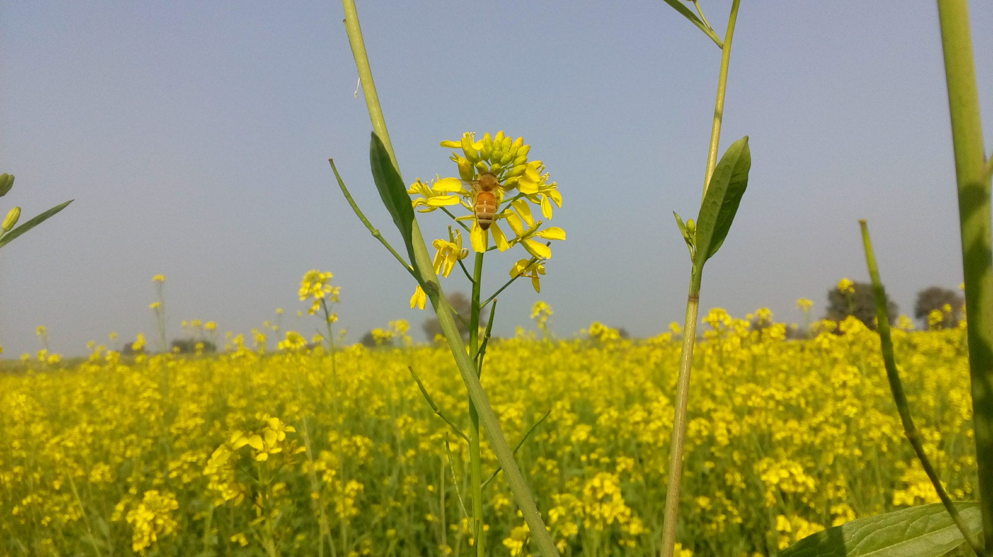 Motorola Moto E3 Power sample photo
