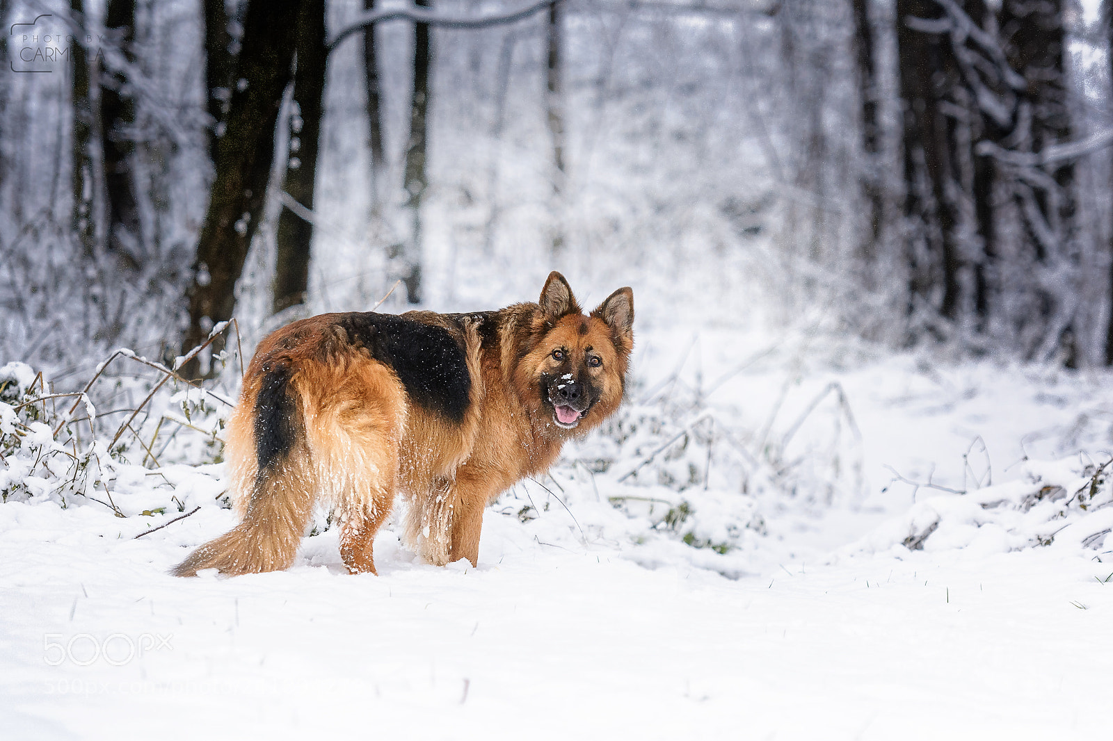 Nikon D7100 sample photo. It's still winter photography