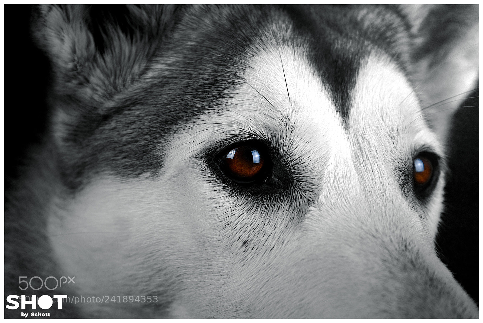 Sony a7 II sample photo. Wolf oder hund who photography